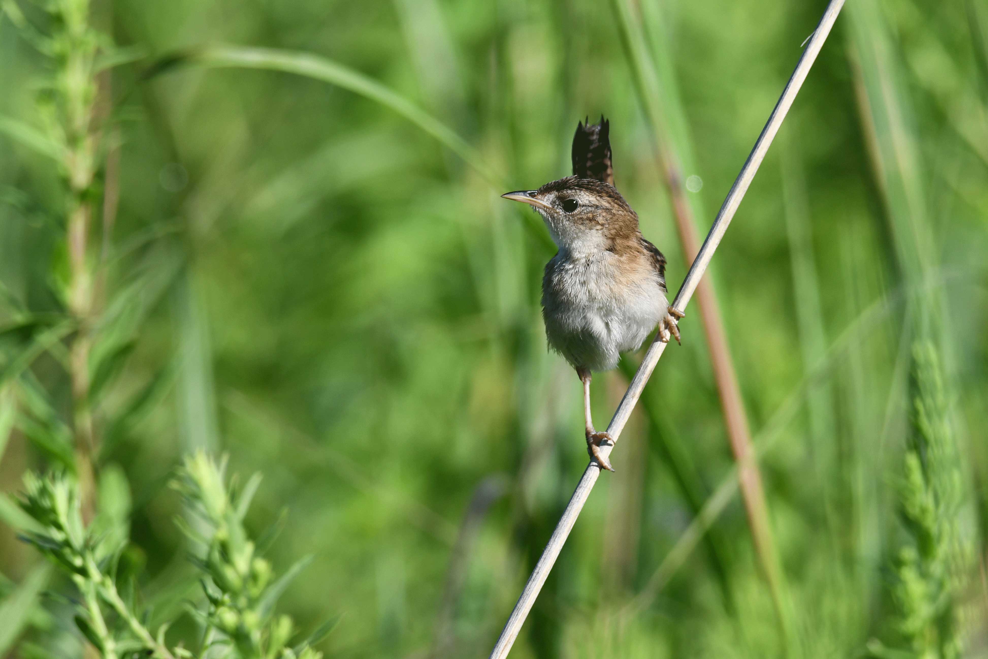 A marsh wren in a field.