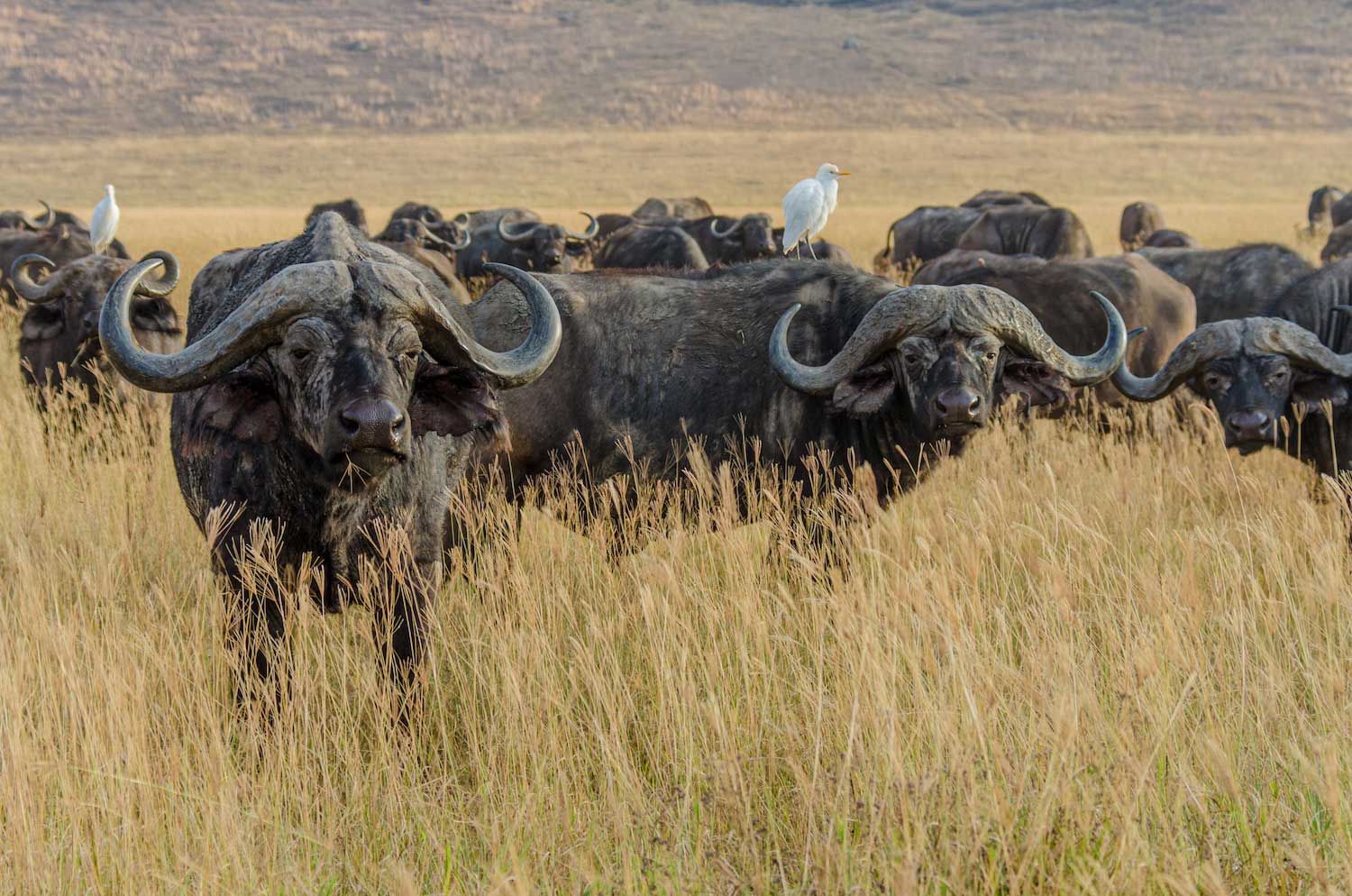 A herd of African buffalo in a grassy plain. (Photo via Adobe Stock)