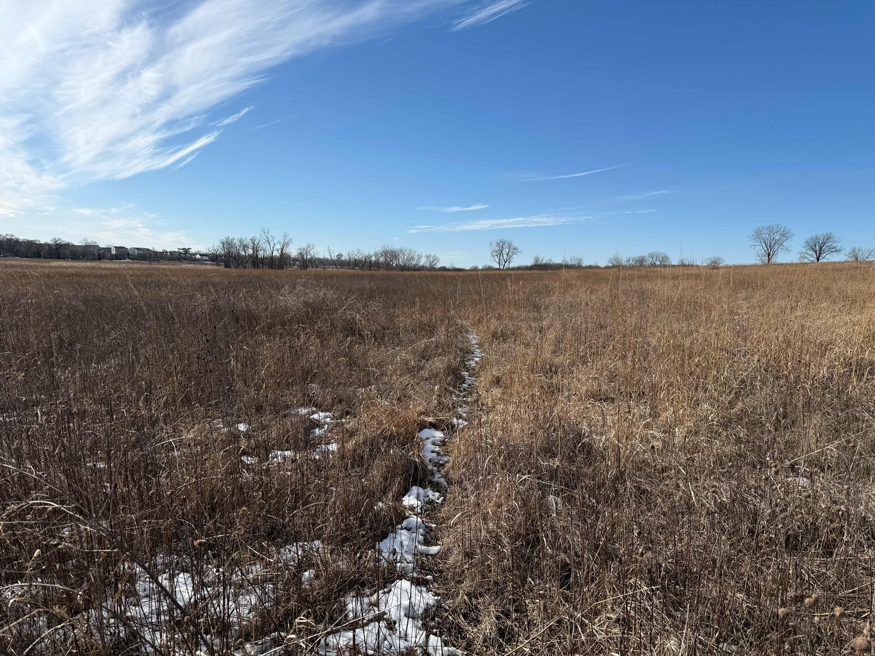 A view of a game trail through a prairie.