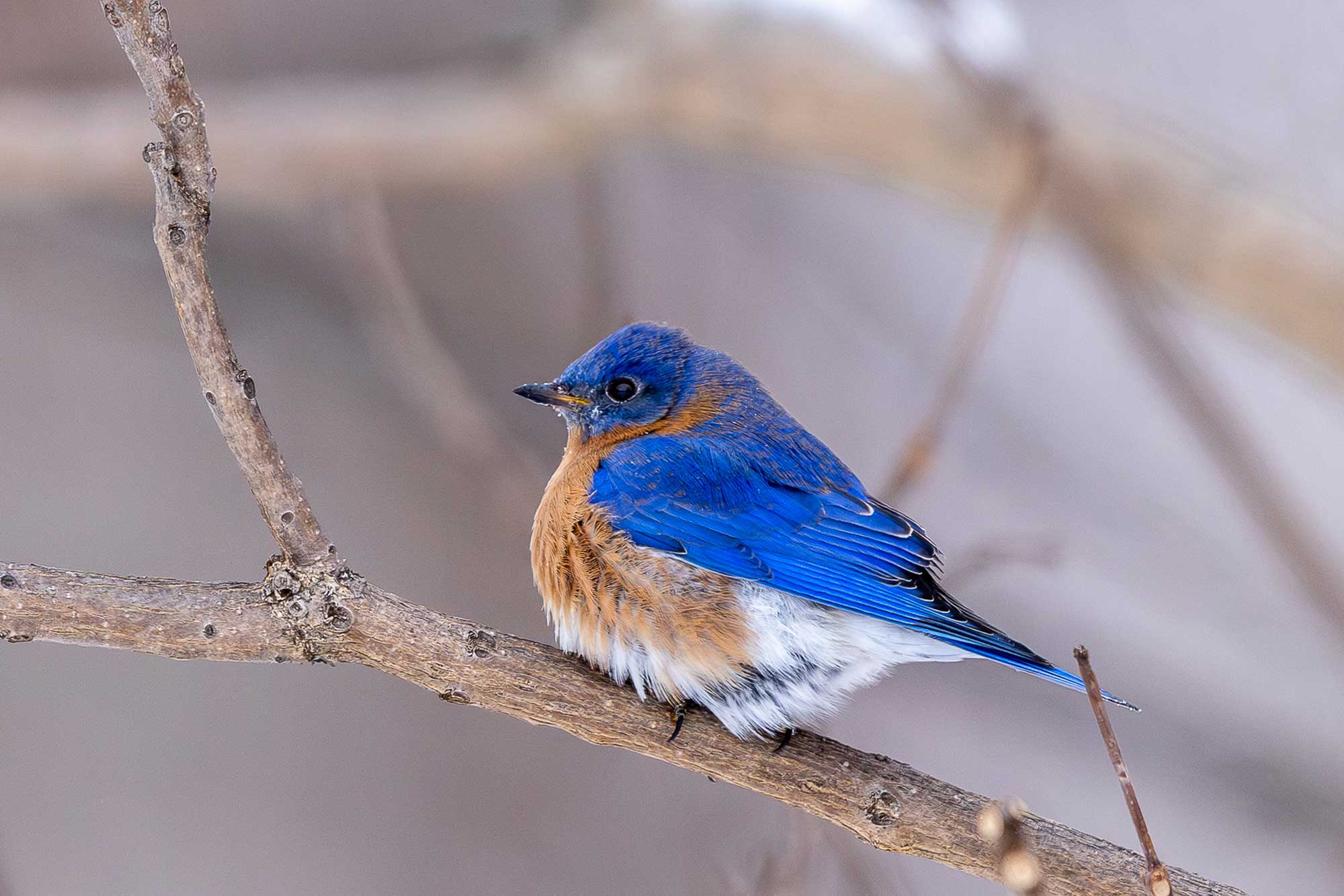 Eastern bluebird perched on a branch with other branches in the background.