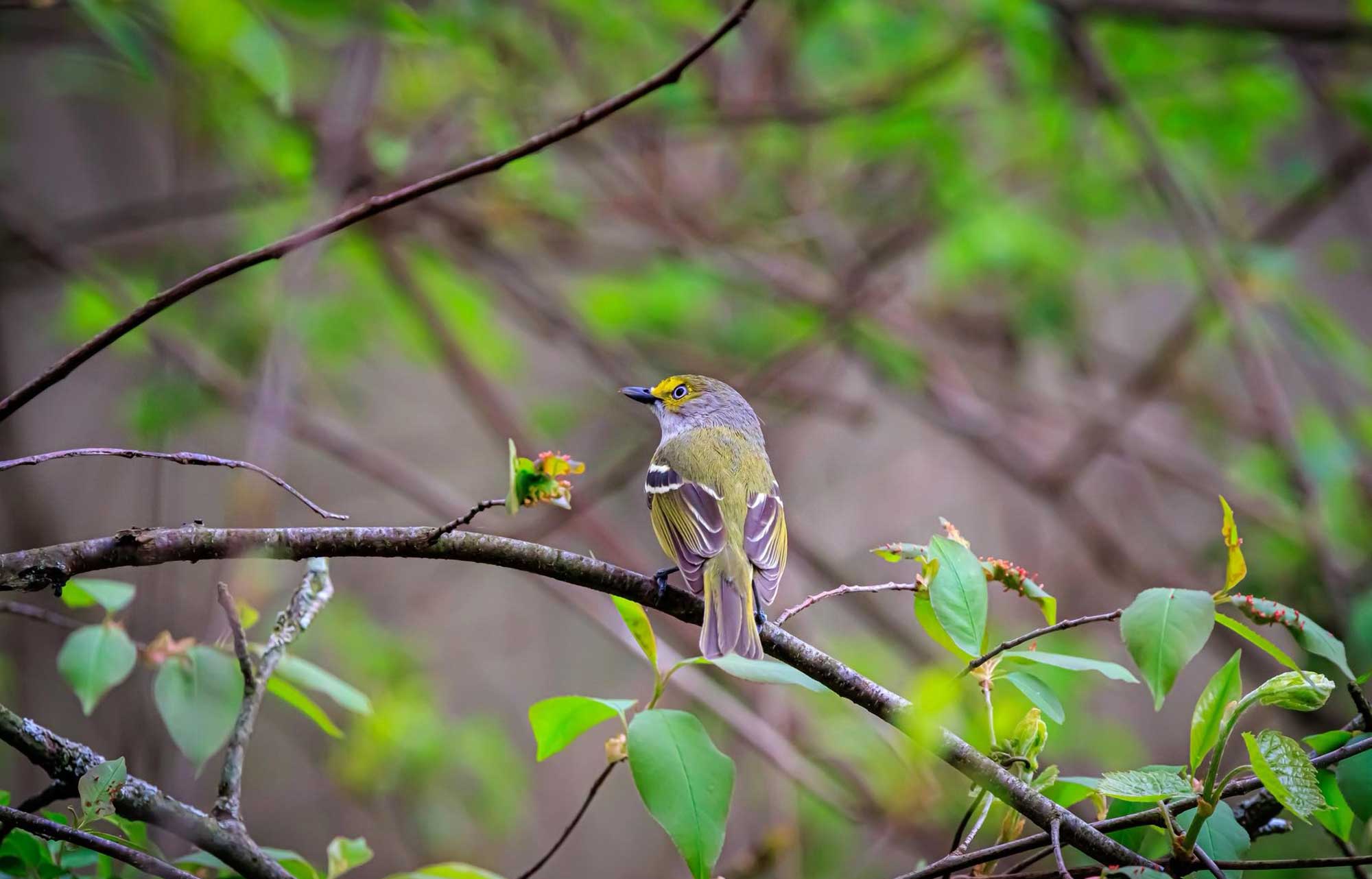 A brown bird with yellow highlights perched backward on a branch.