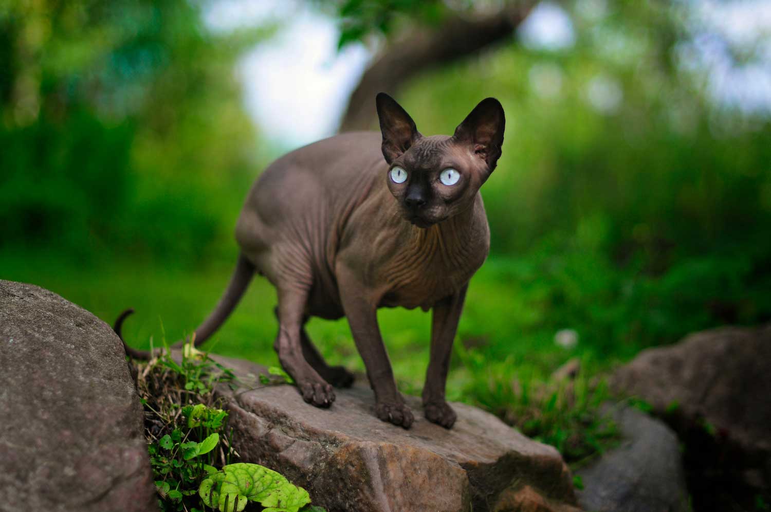 A hairless Sphinx cat standing on a rock.