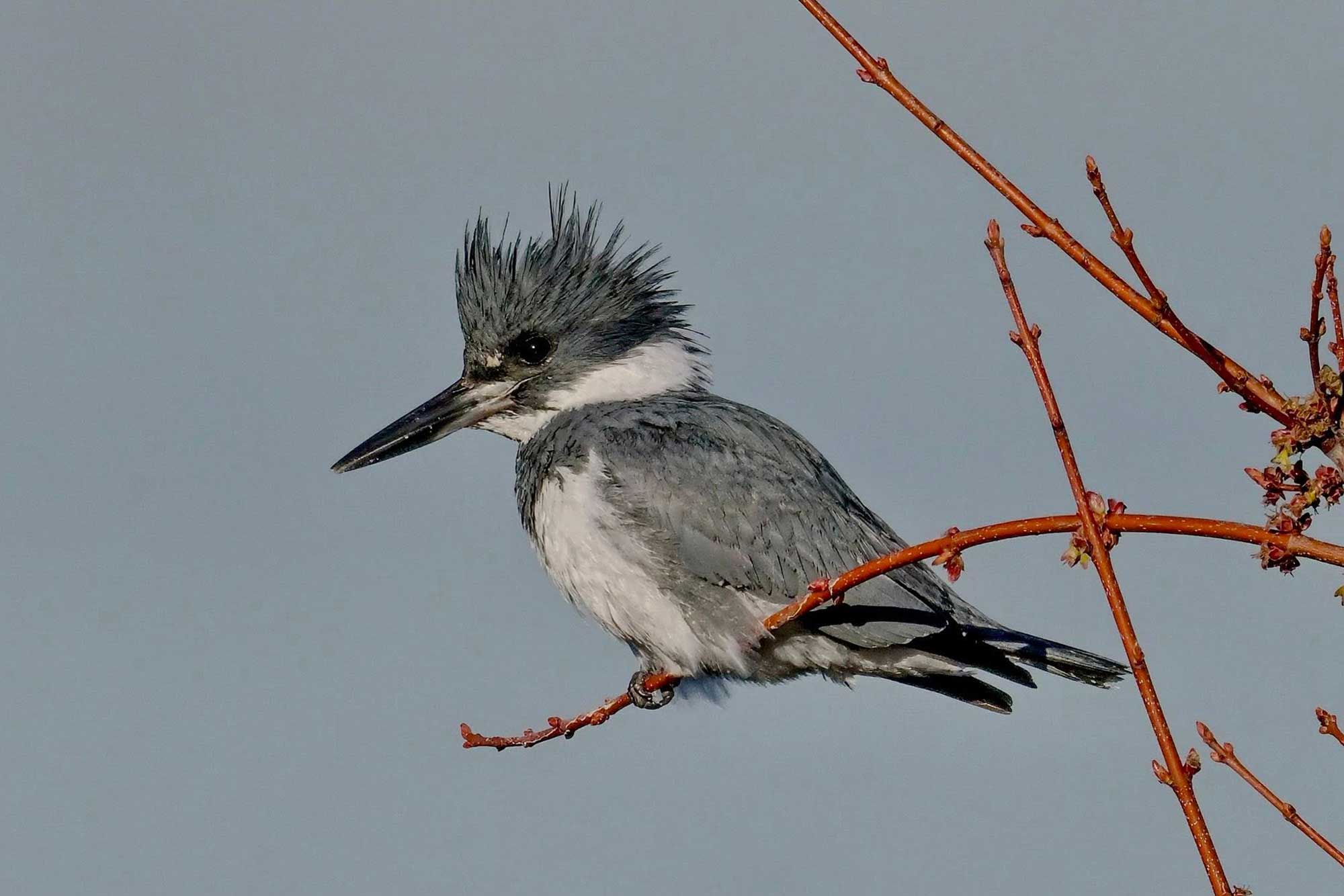 A belted kingfisher on a branch.