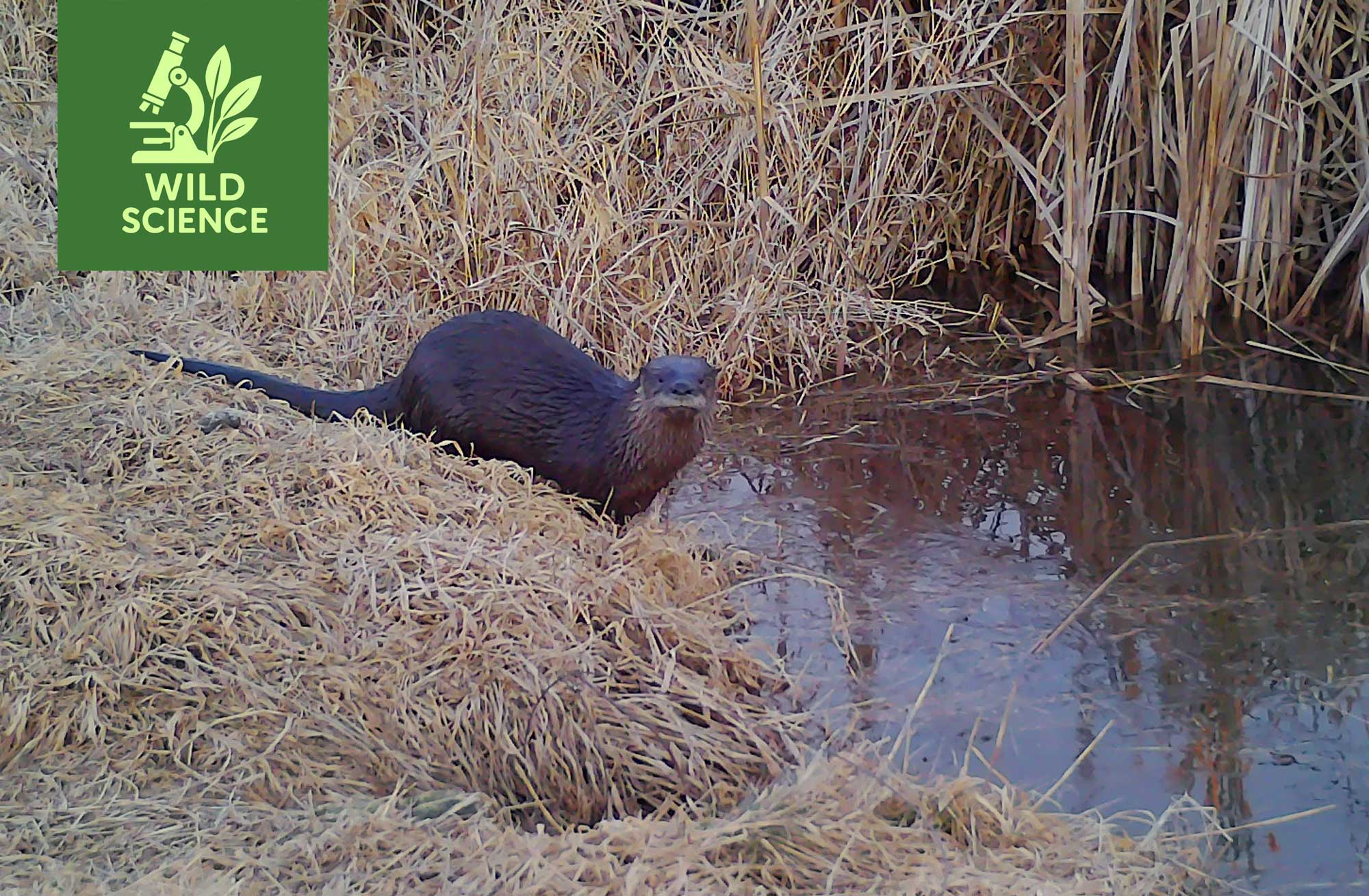 A brown colored river otter sits along the water's edge.