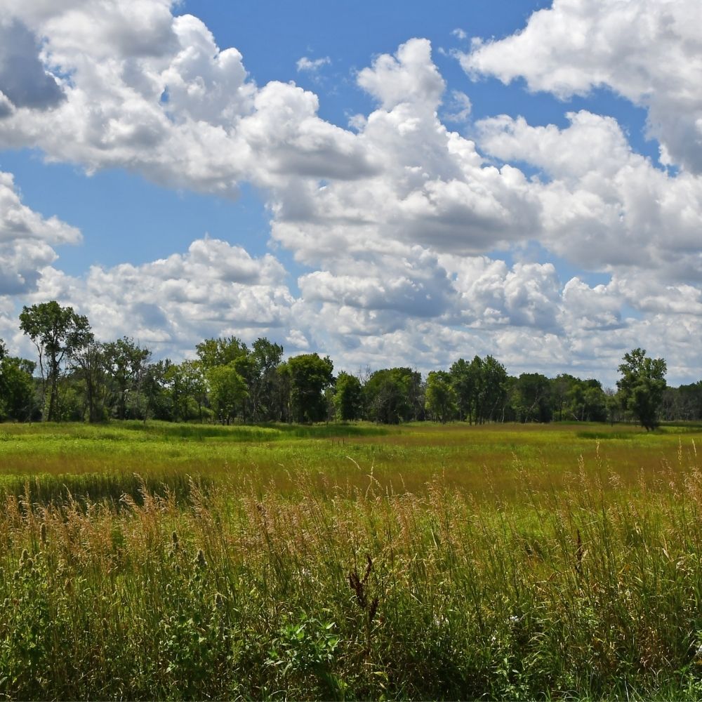 A wide grassy prairie stretches beneath a bright blue sky filled with large white clouds, with a line of trees along the horizon in the distance.