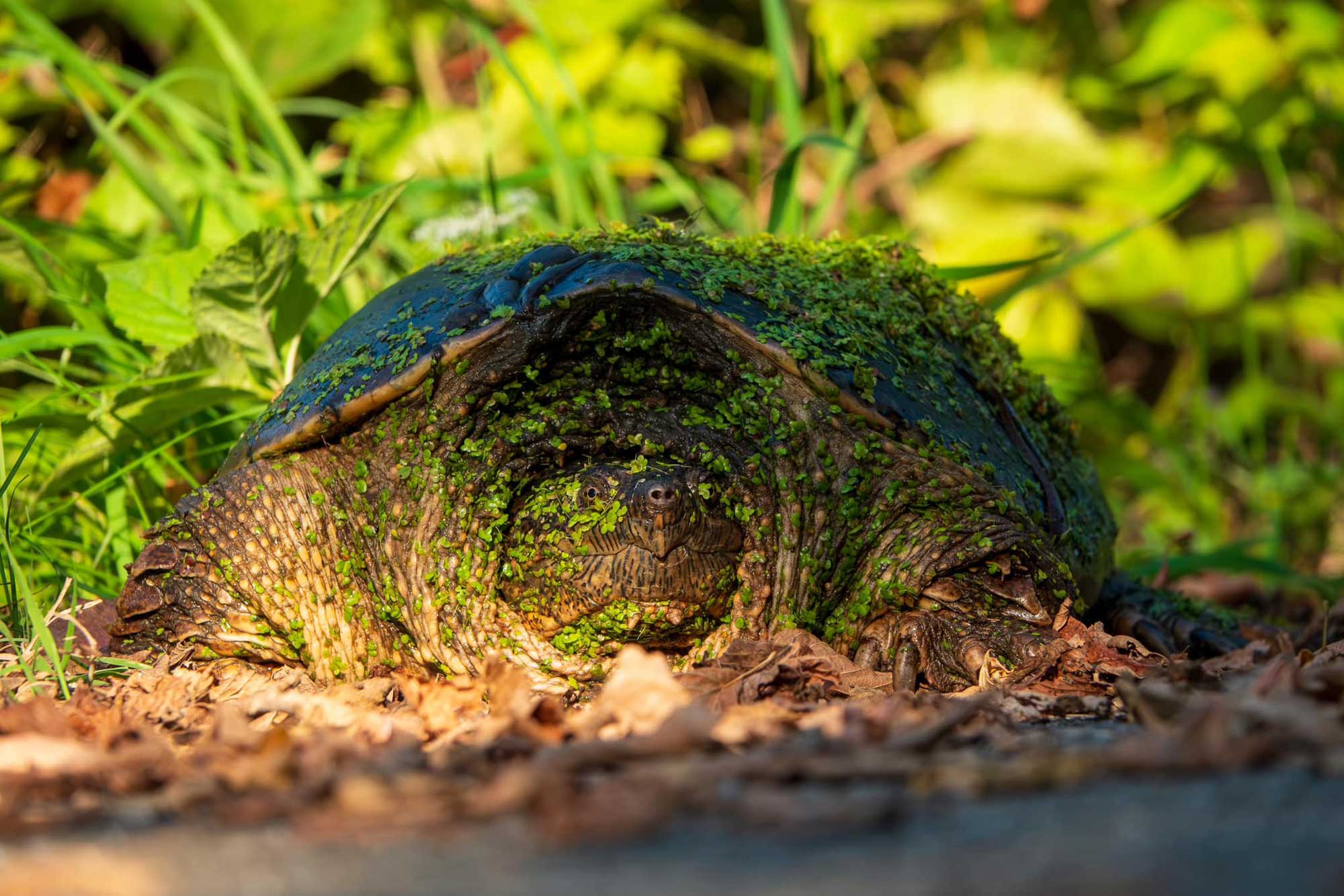 Snapping turtle sitting in grass with vegetation in the background.