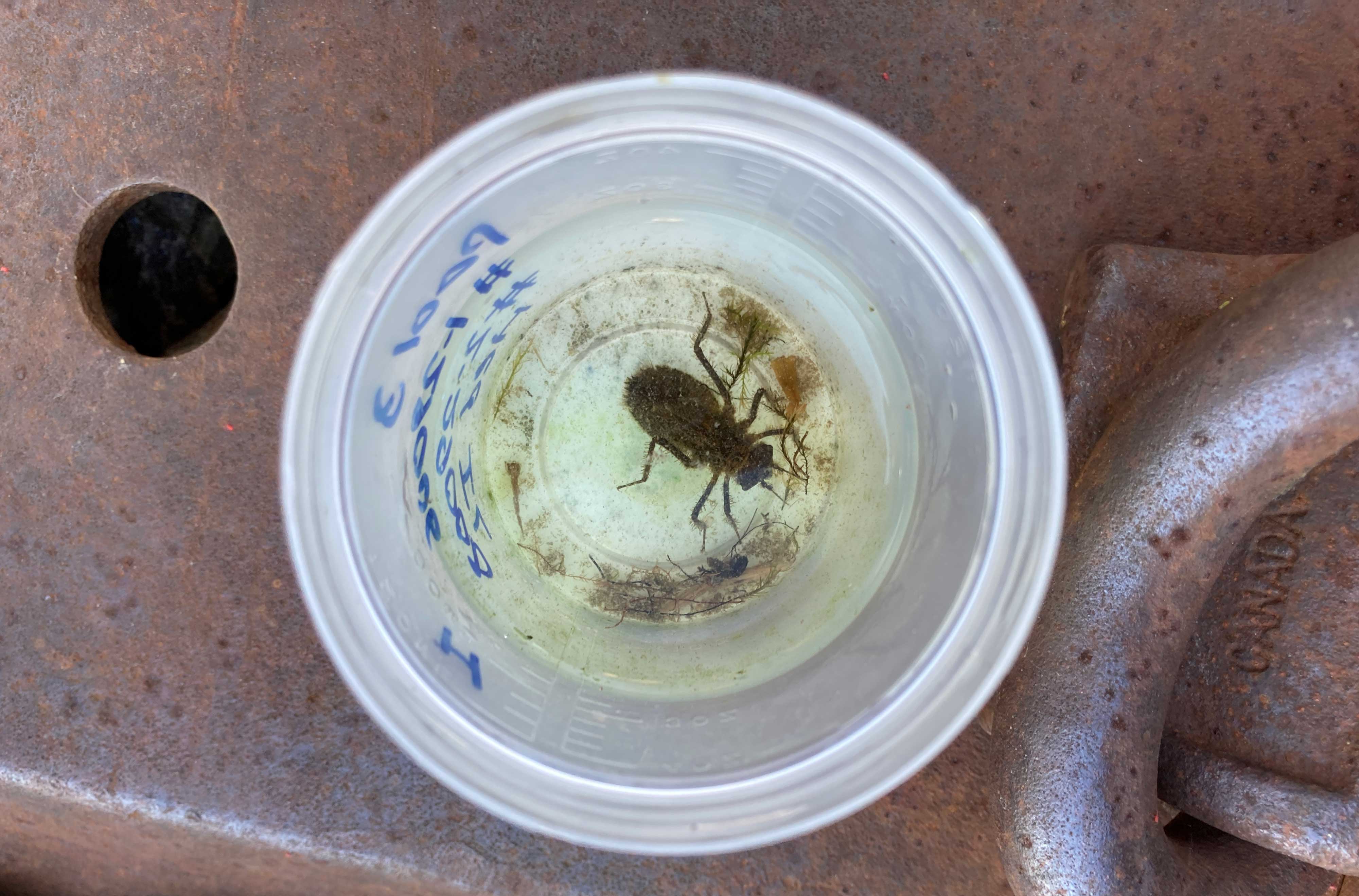 Hine's emerald dragonfly larvae.