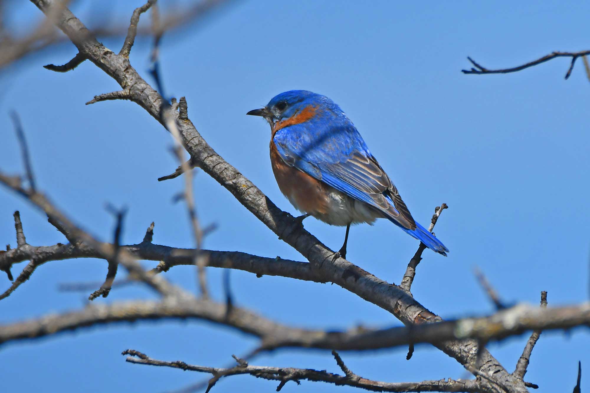 Eastern bluebird perched on a branch with the sky in the background.