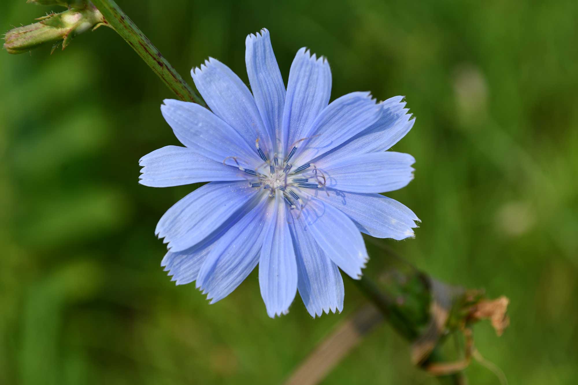 Chicory flower bloom.
