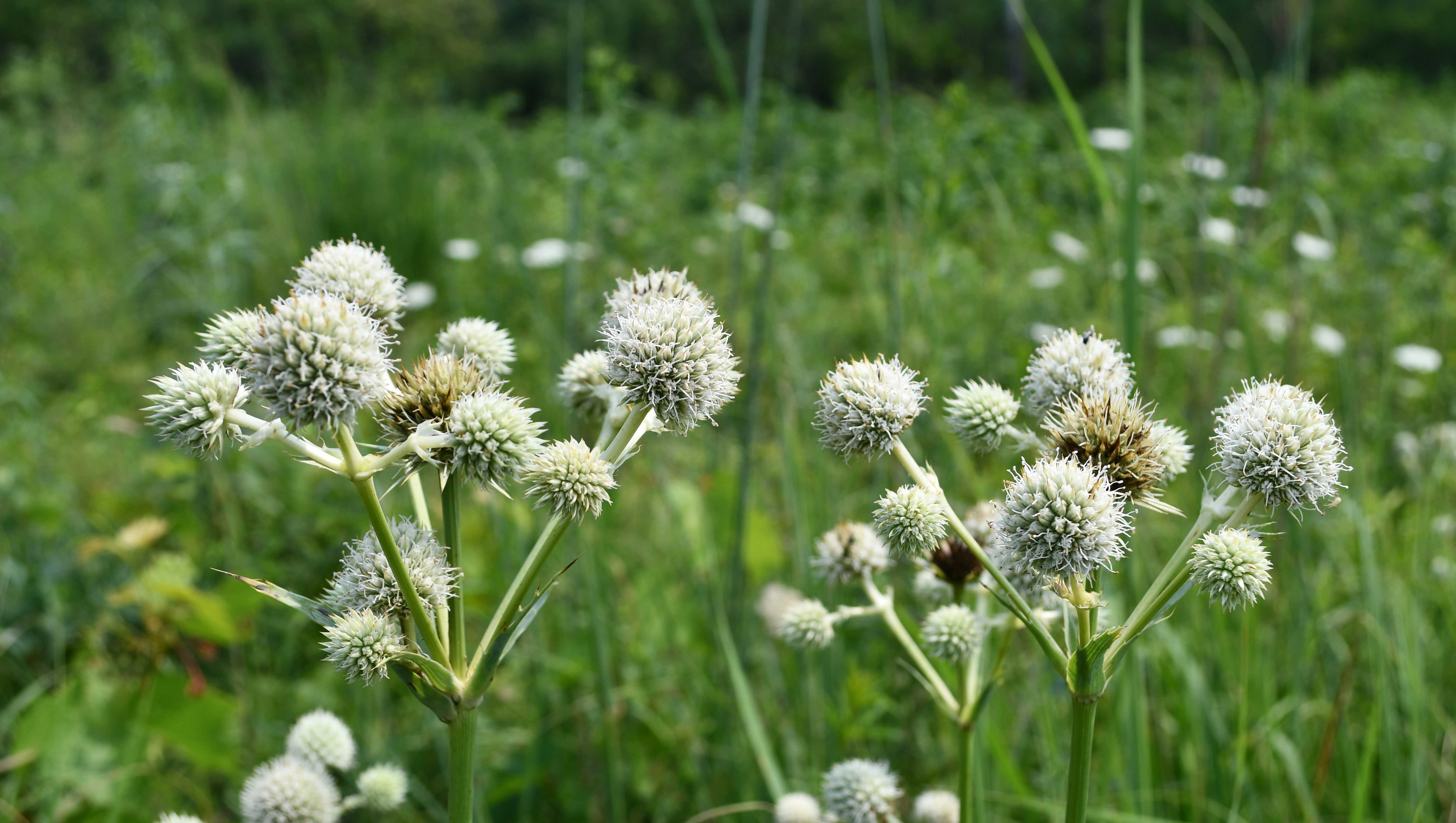 Cluster of round, spiky white rattlesnake master flower heads on tall green stems, standing out against a blurred background of green prairie vegetation.