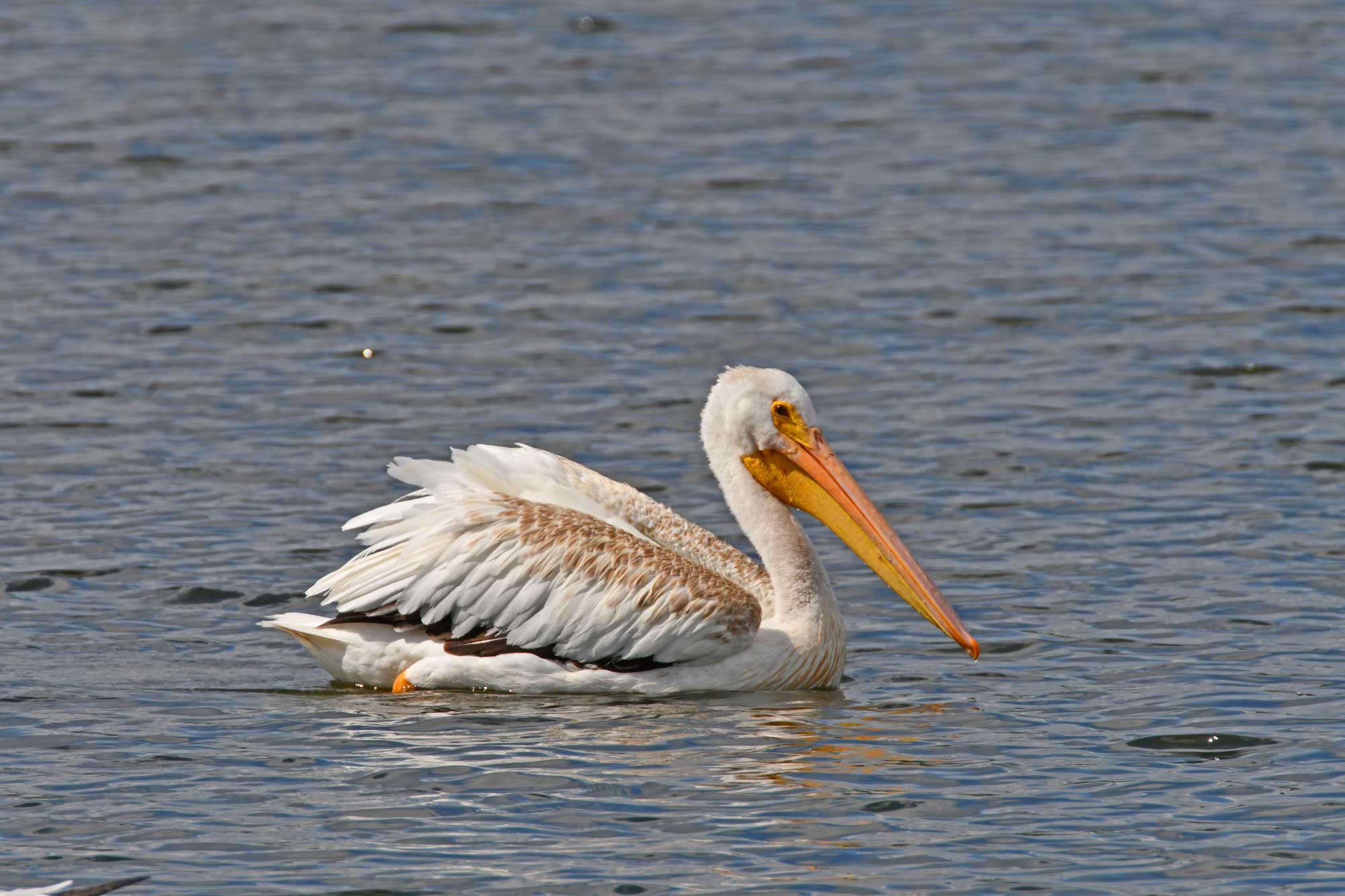 American white pelican swimming in the water.