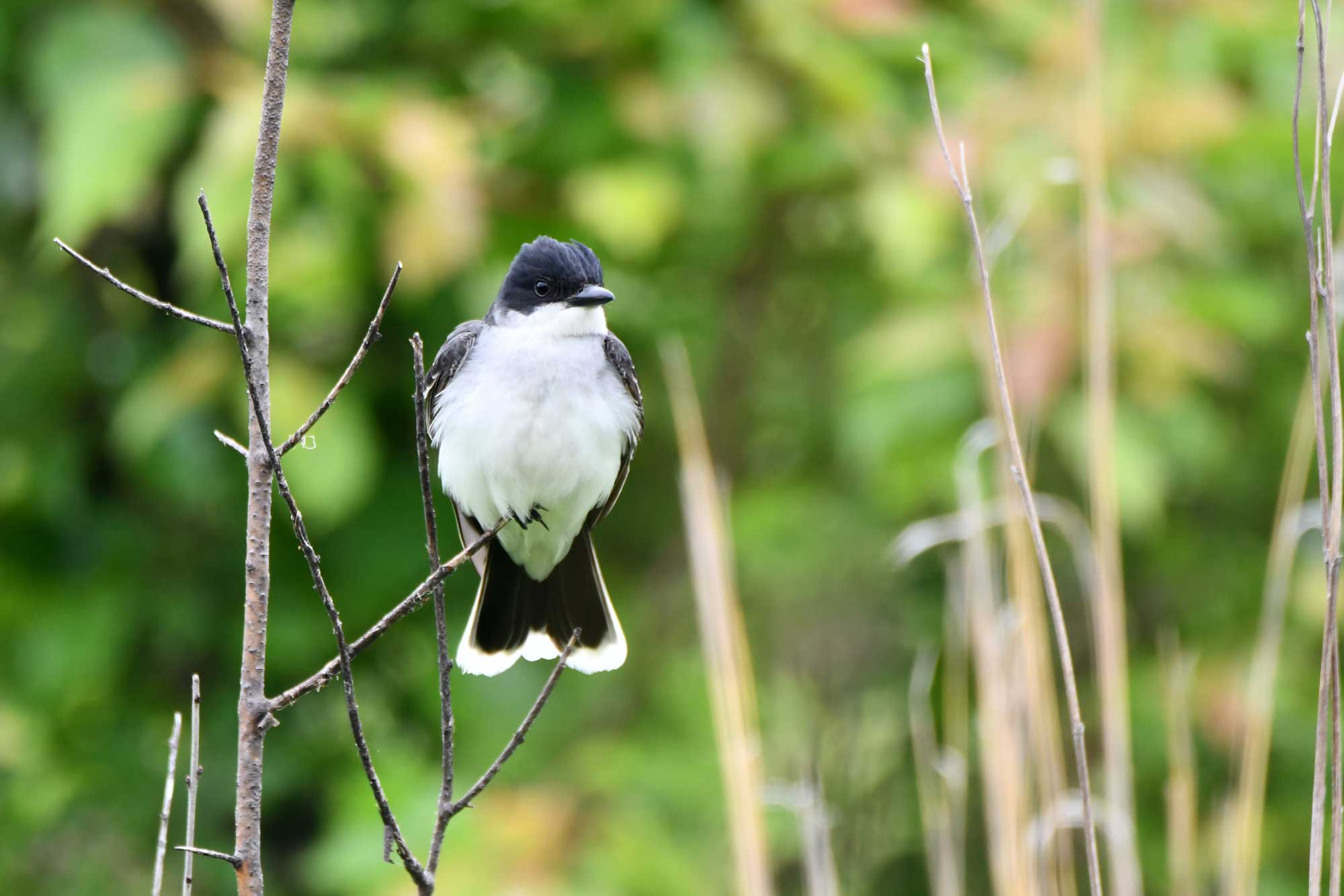 Eastern kingbird perched on a small branch with vegetation in the background.