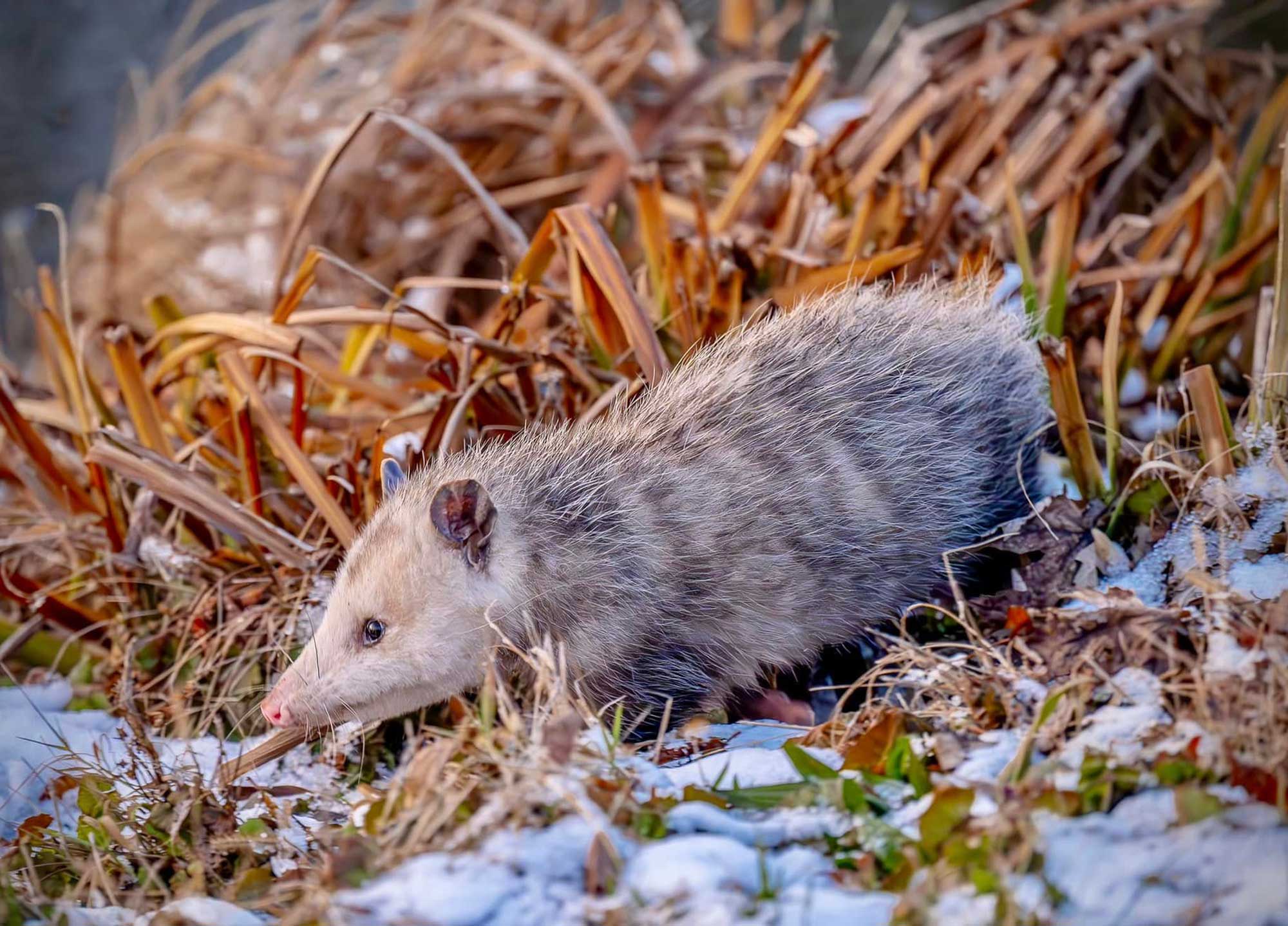 Opossum walking through snow covered grass with vegetation in the background.