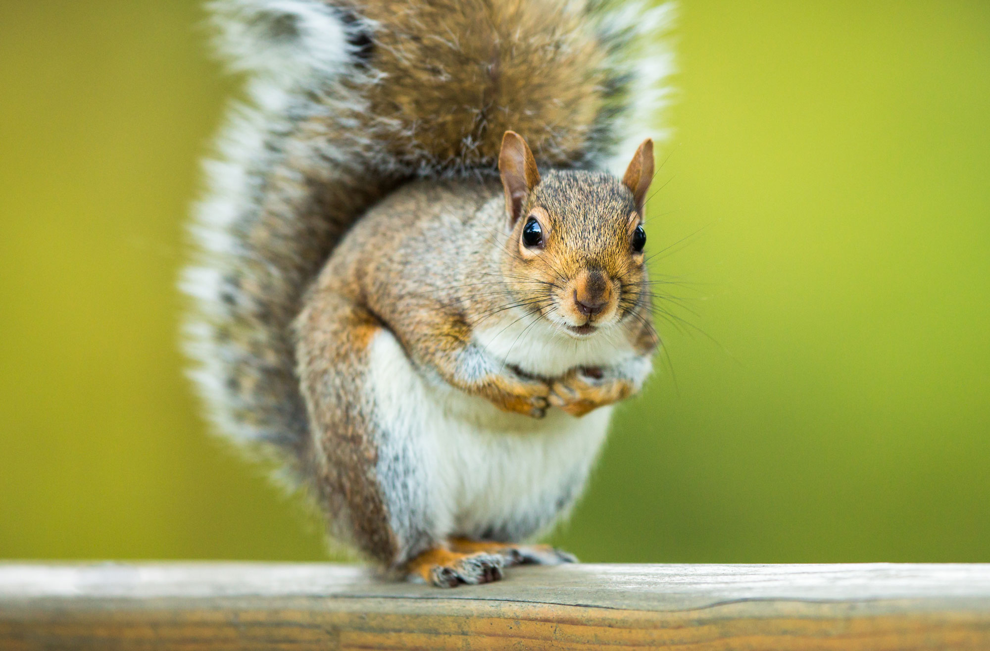 Closeup of an eastern gray squirrel.