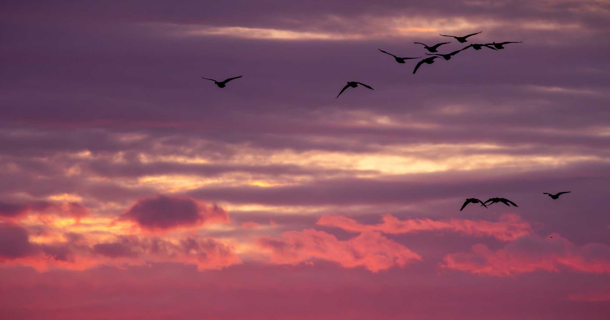Geese flying in the sky at sunset, with the clouds and sky in shades of pink and purple. 