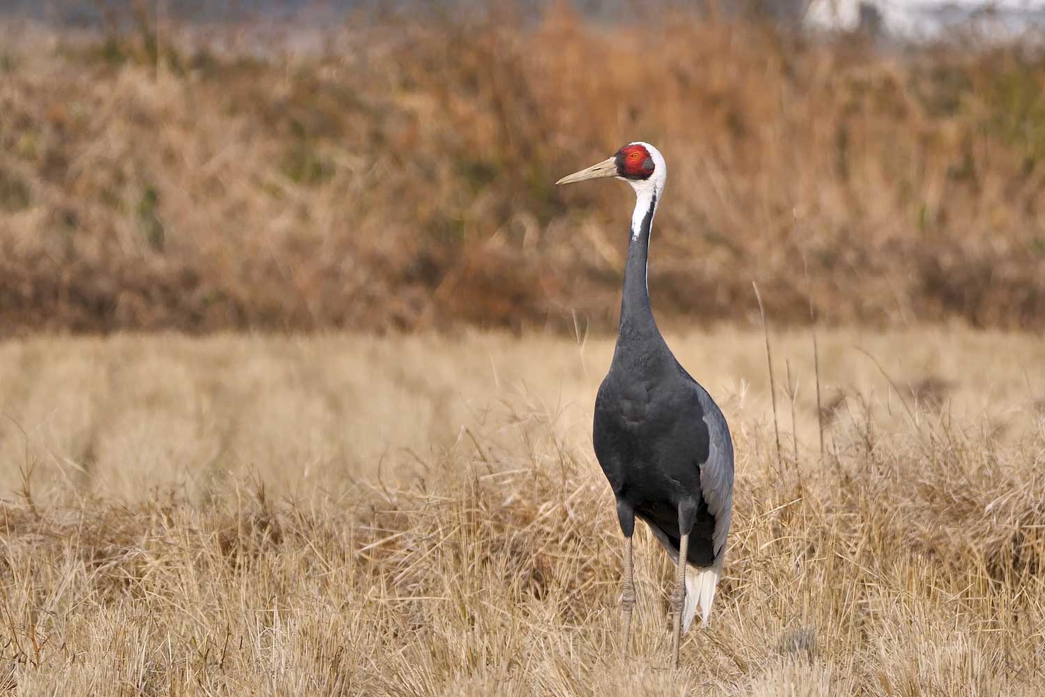 A white-naped crane standing in a field of brown grasses and vegetation.