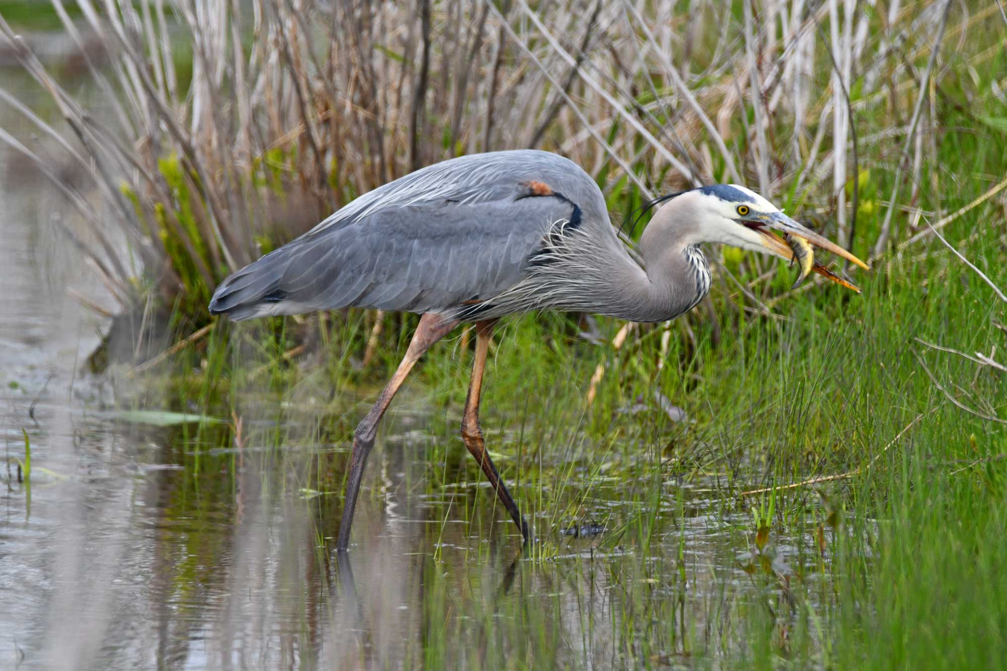 Great blue heron walking in water with fish in its bill with vegetation in the background.