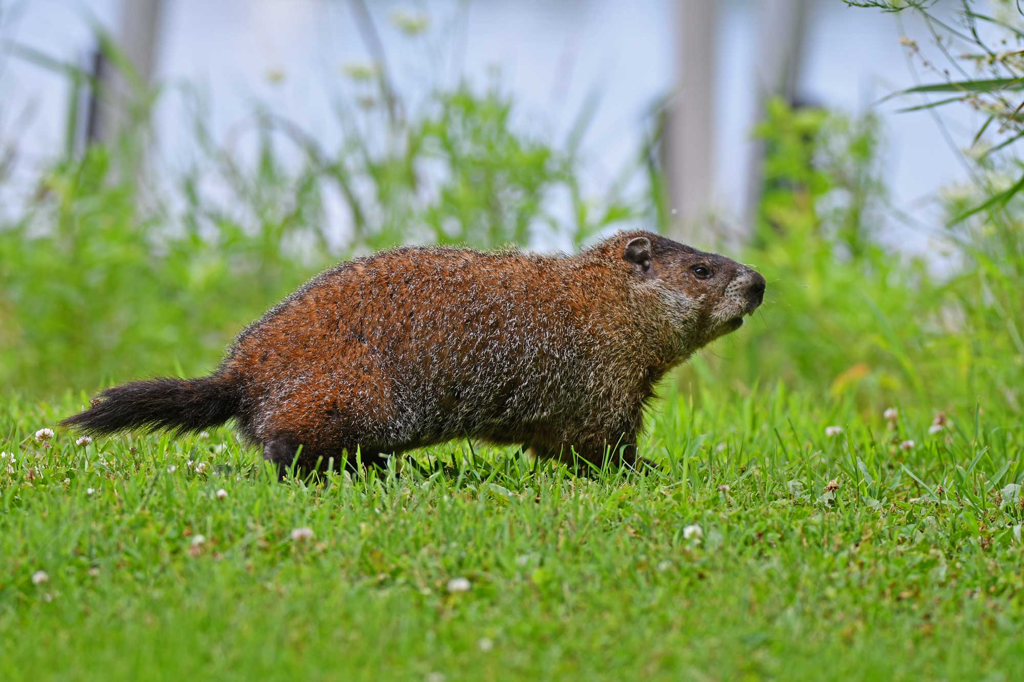Groundhog standing in grass with vegetation in the background.