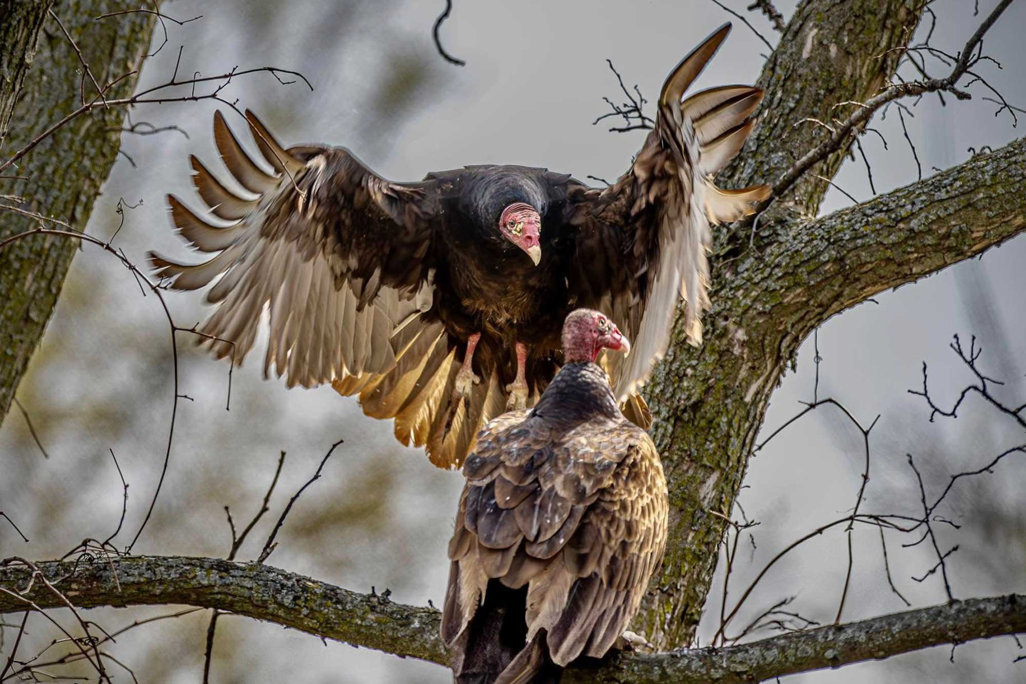 One turkey vulture perched on a branch and another getting ready to land with wings extended.