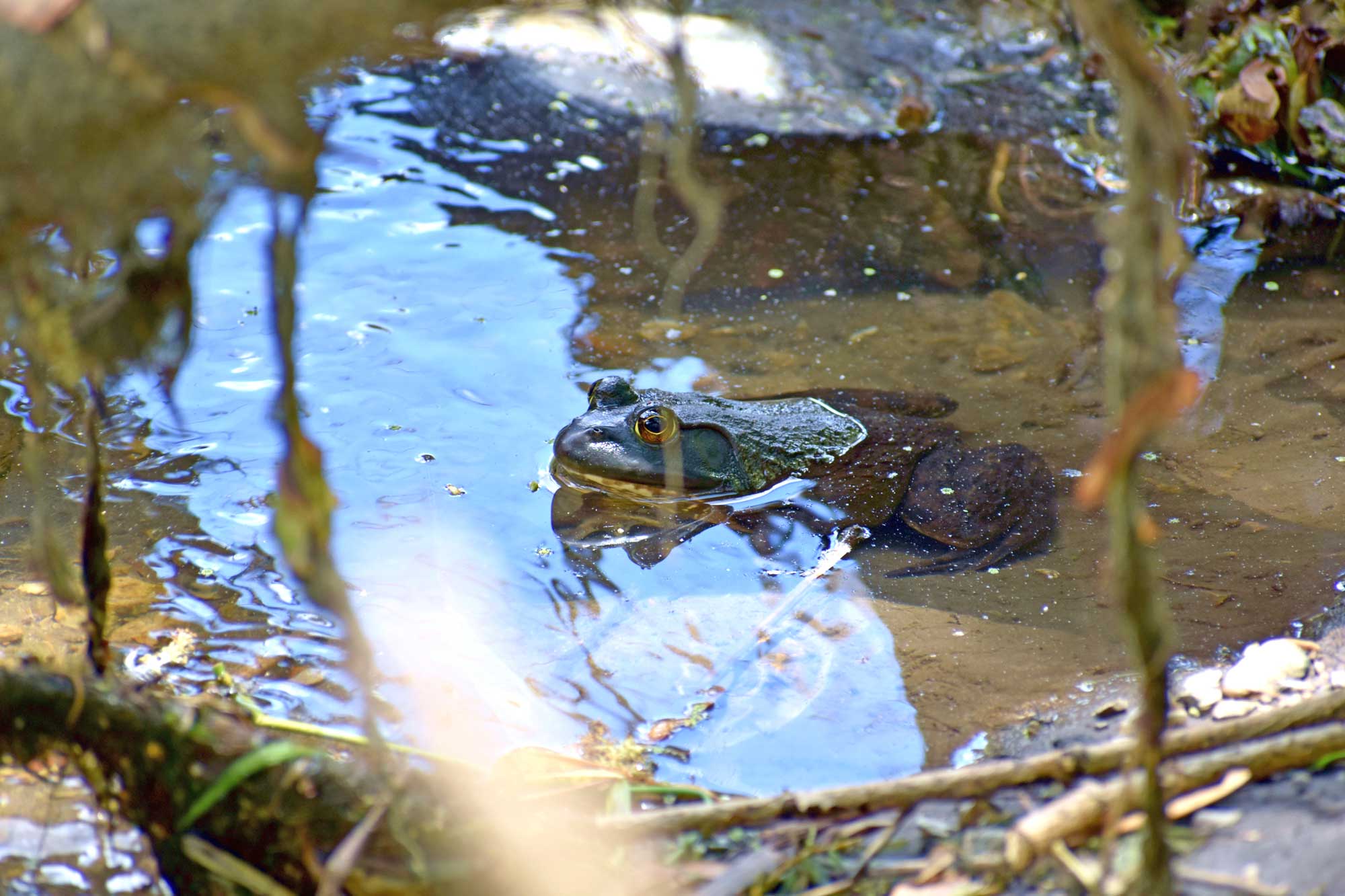 Frog sitting in water.