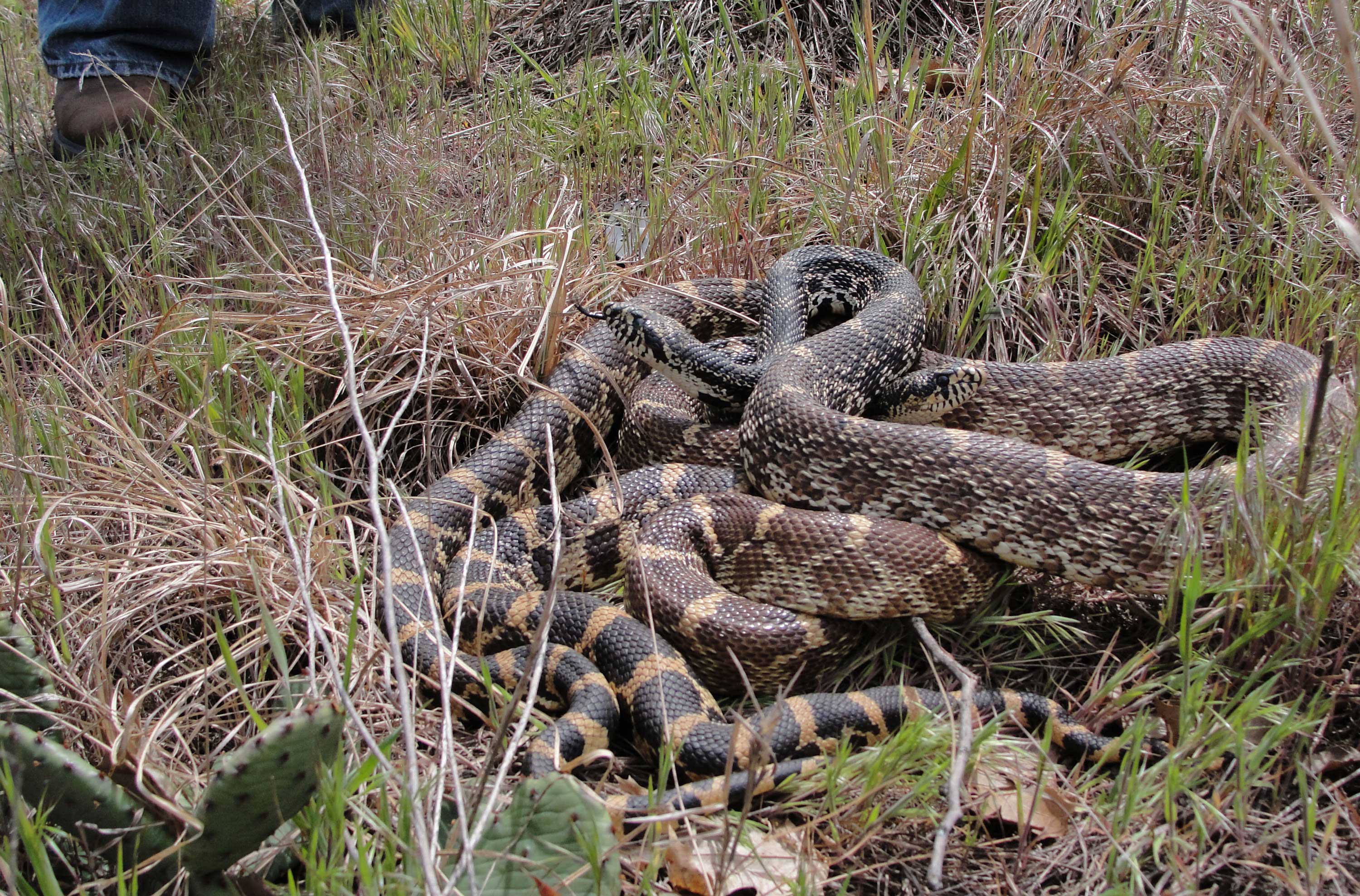Two bullsnakes coiled up together in the grass at Braidwood Dunes.