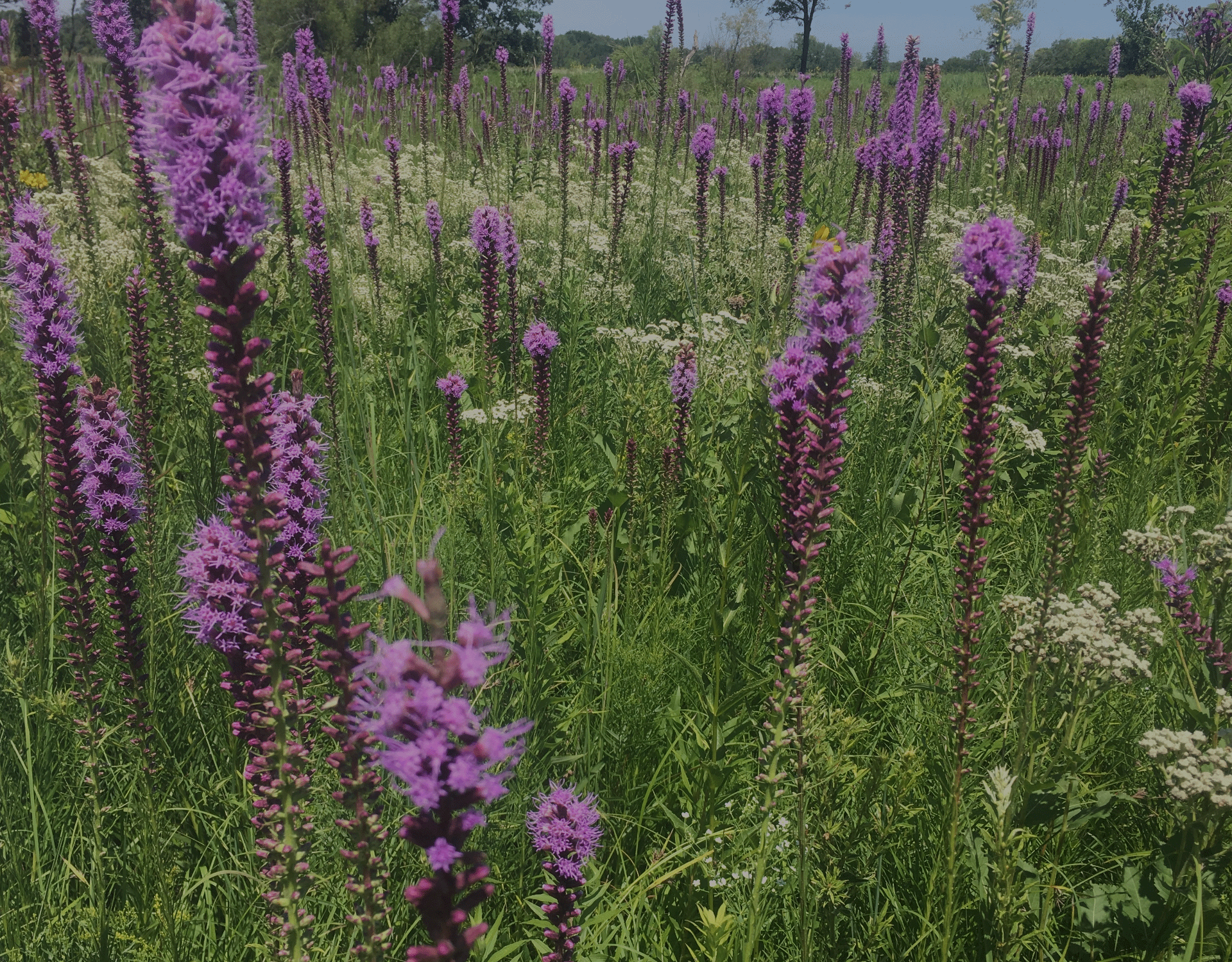 Marsh Blazing Star