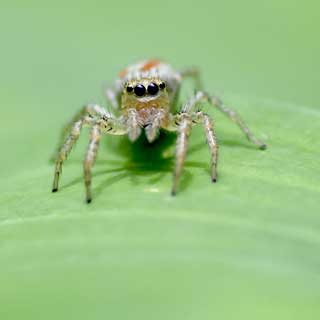 Stop hating on spiders
