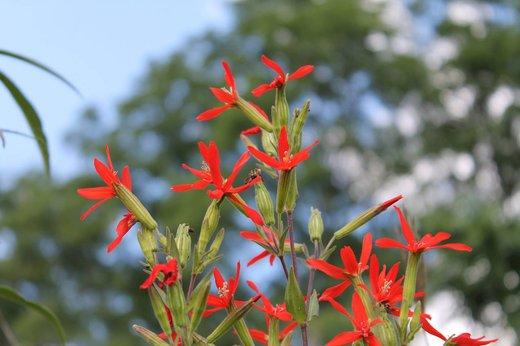 Closeup of royal catchfly flowers.