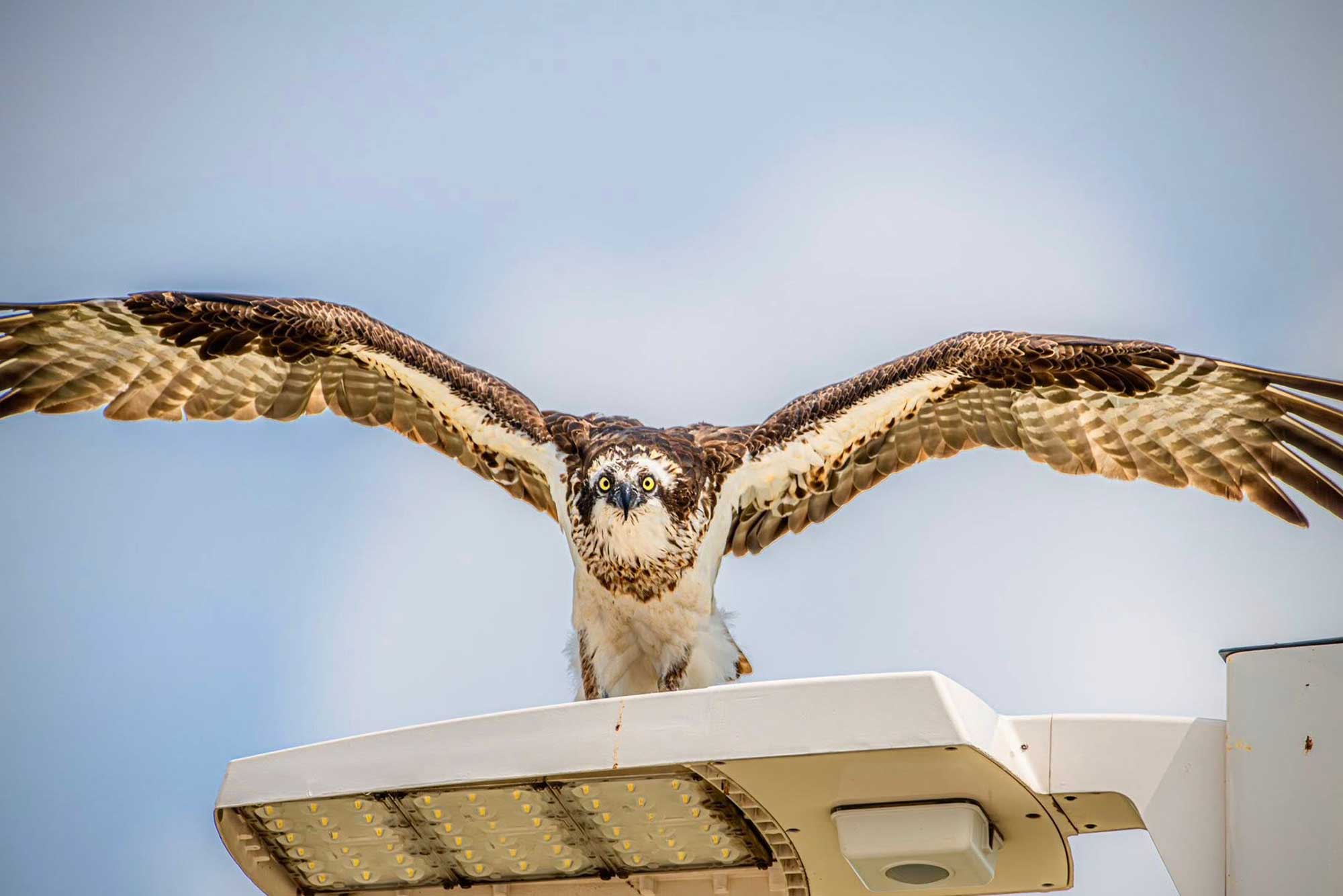 Osprey standing on a light post with wings extended.