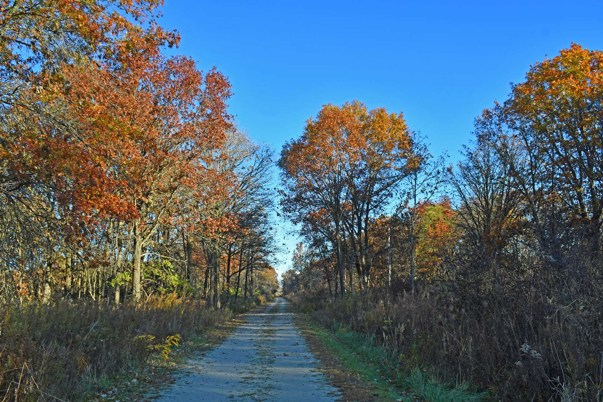 Limestone trail lined with grasses and fall colored trees.