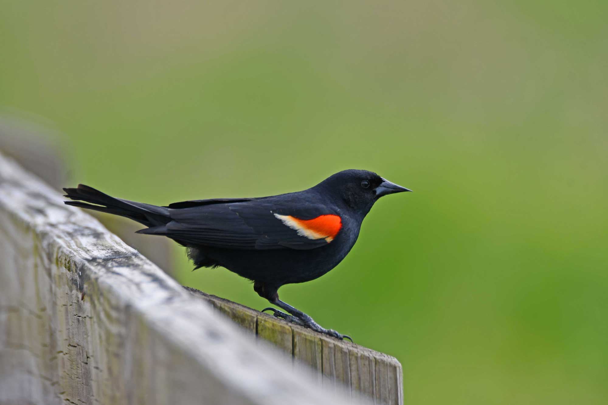 Red-winged blackbird standing on a wooden post.