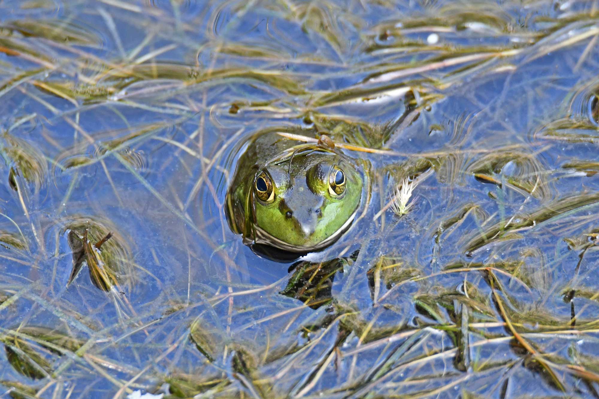 American bullfrog sitting in water.