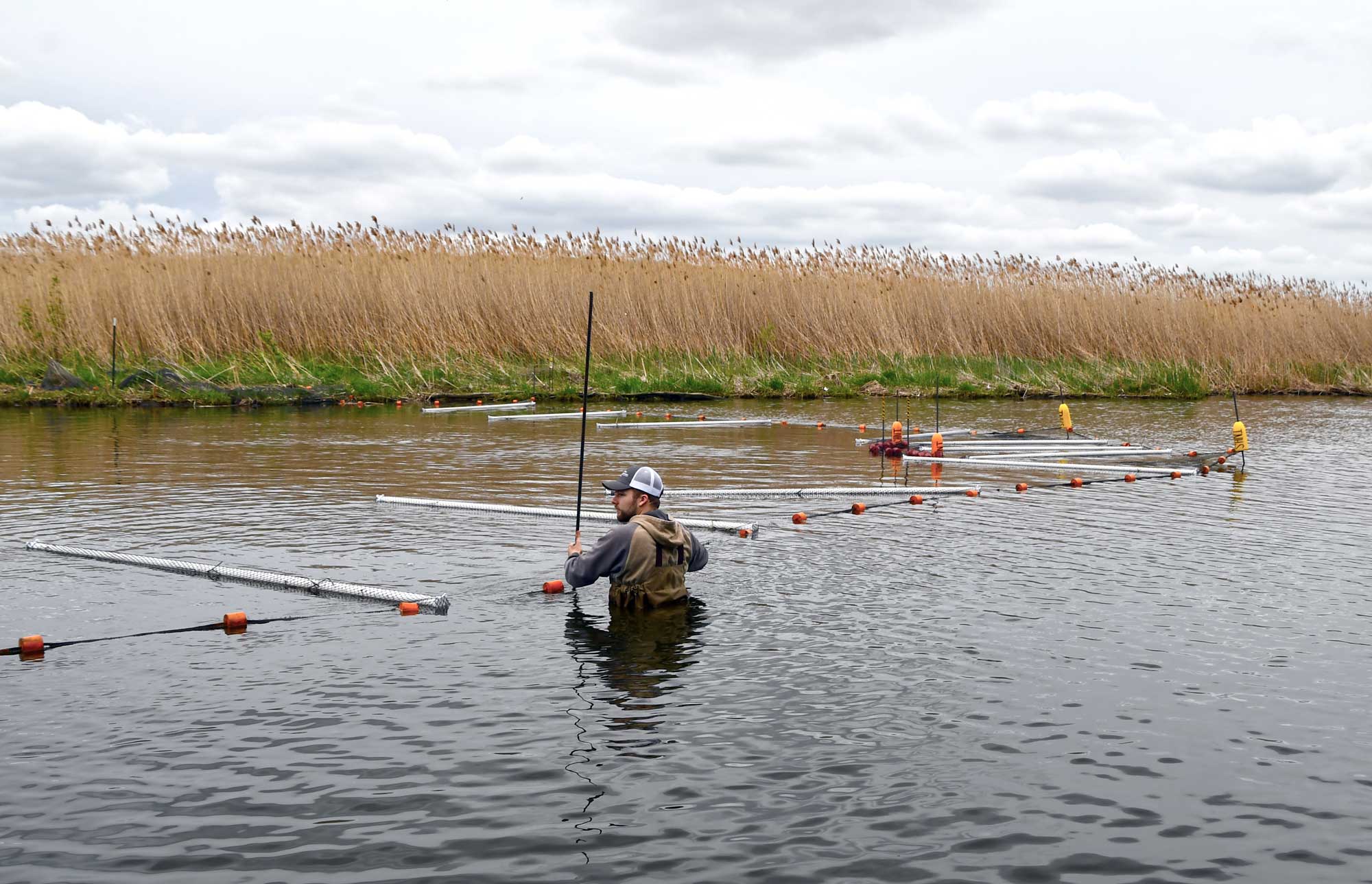 Invasive carp trap installed at Rock Run Rookery