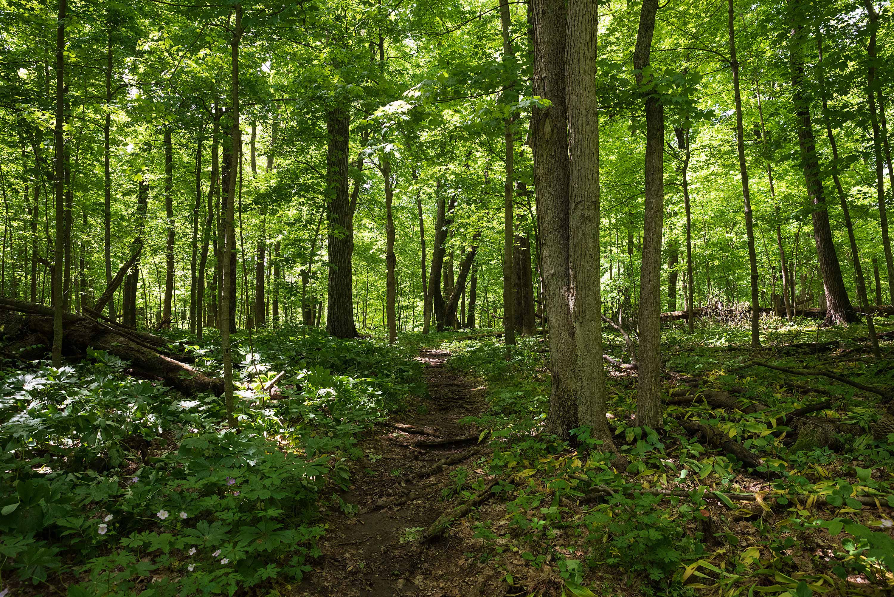 A scenic view of the trail at Raccoon Grove Nature Preserve.