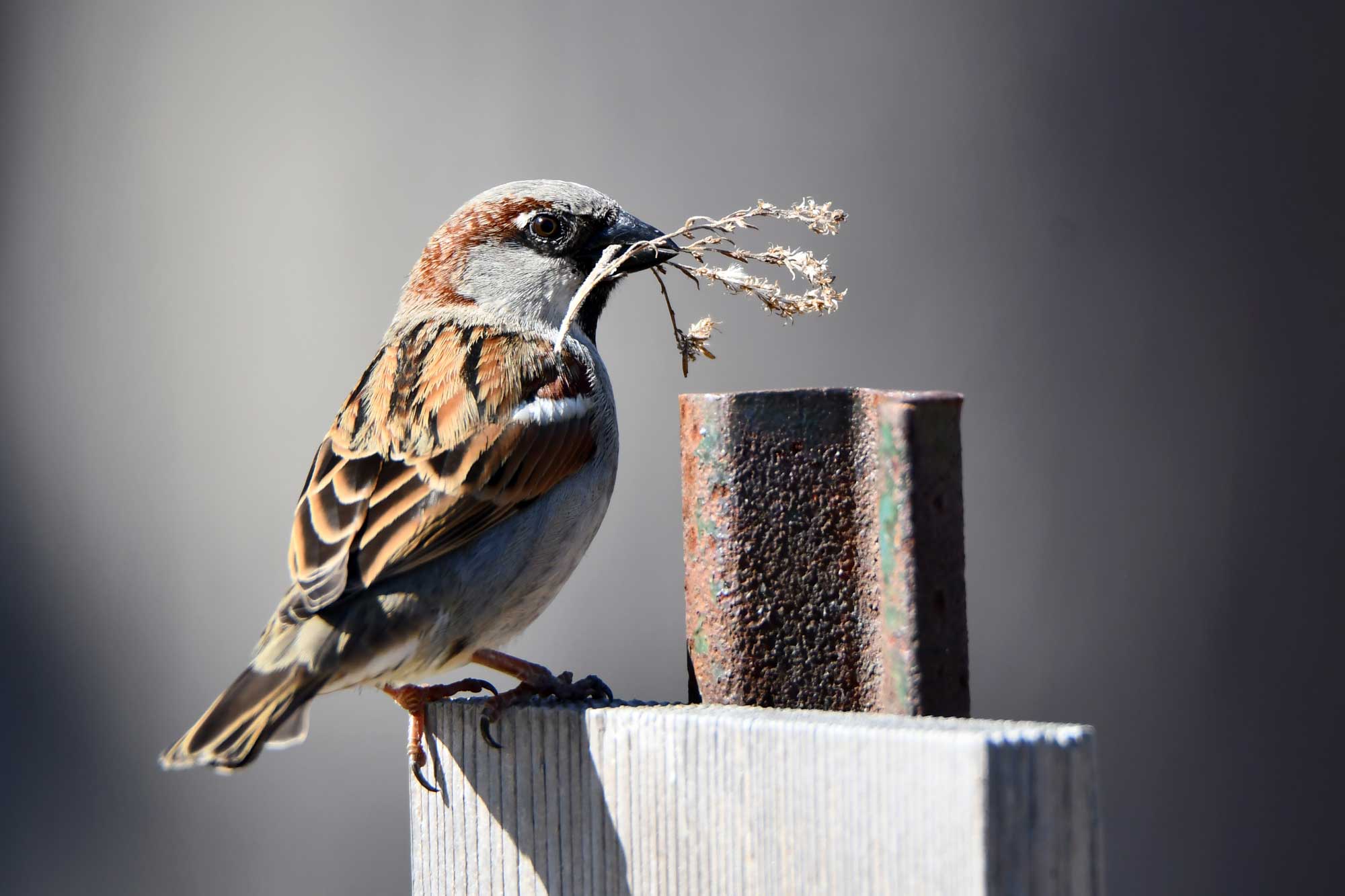 House sparrow perched on a wooden post with vegetation in its beak.