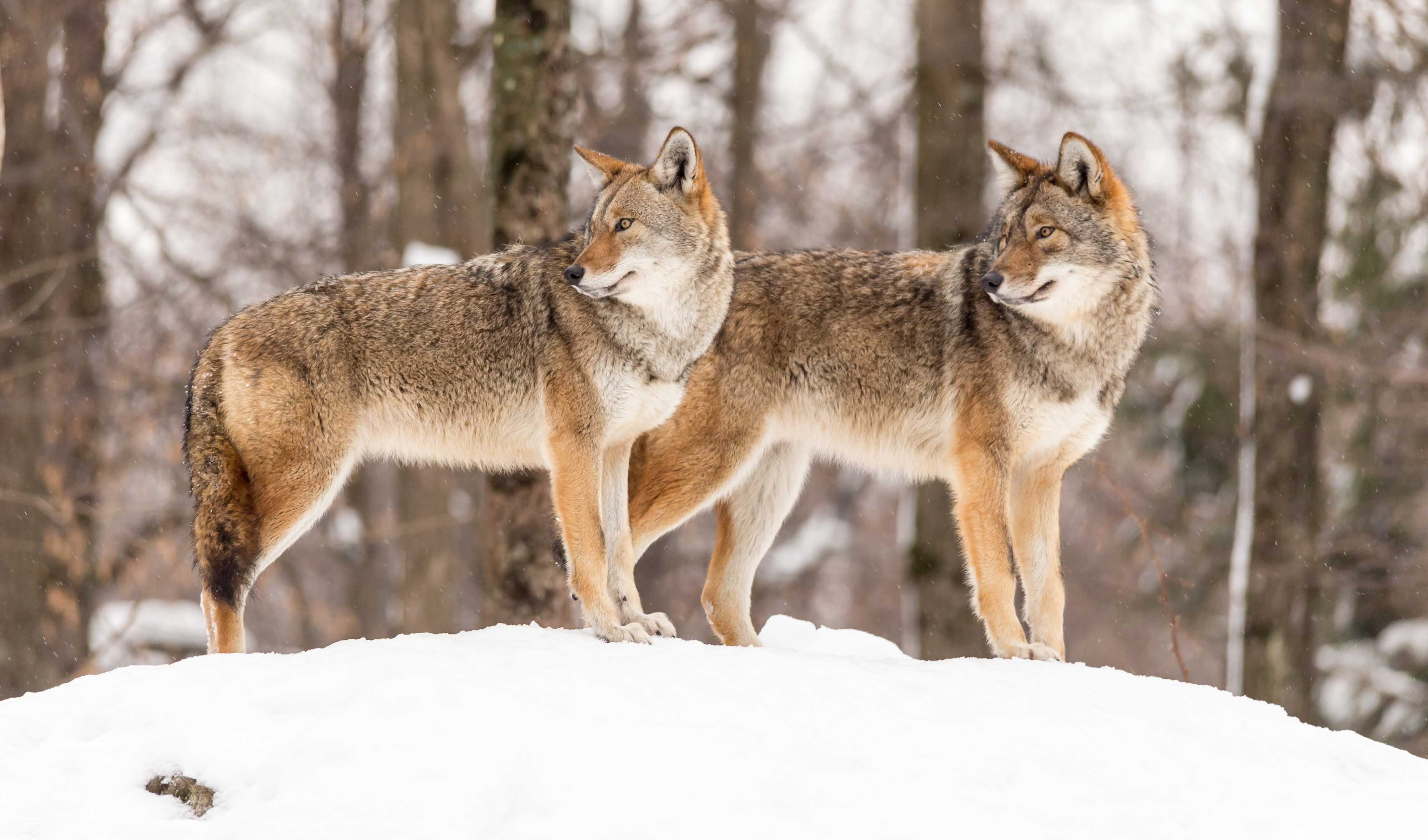Two coyotes looking off in the distance on snow-covered ground.