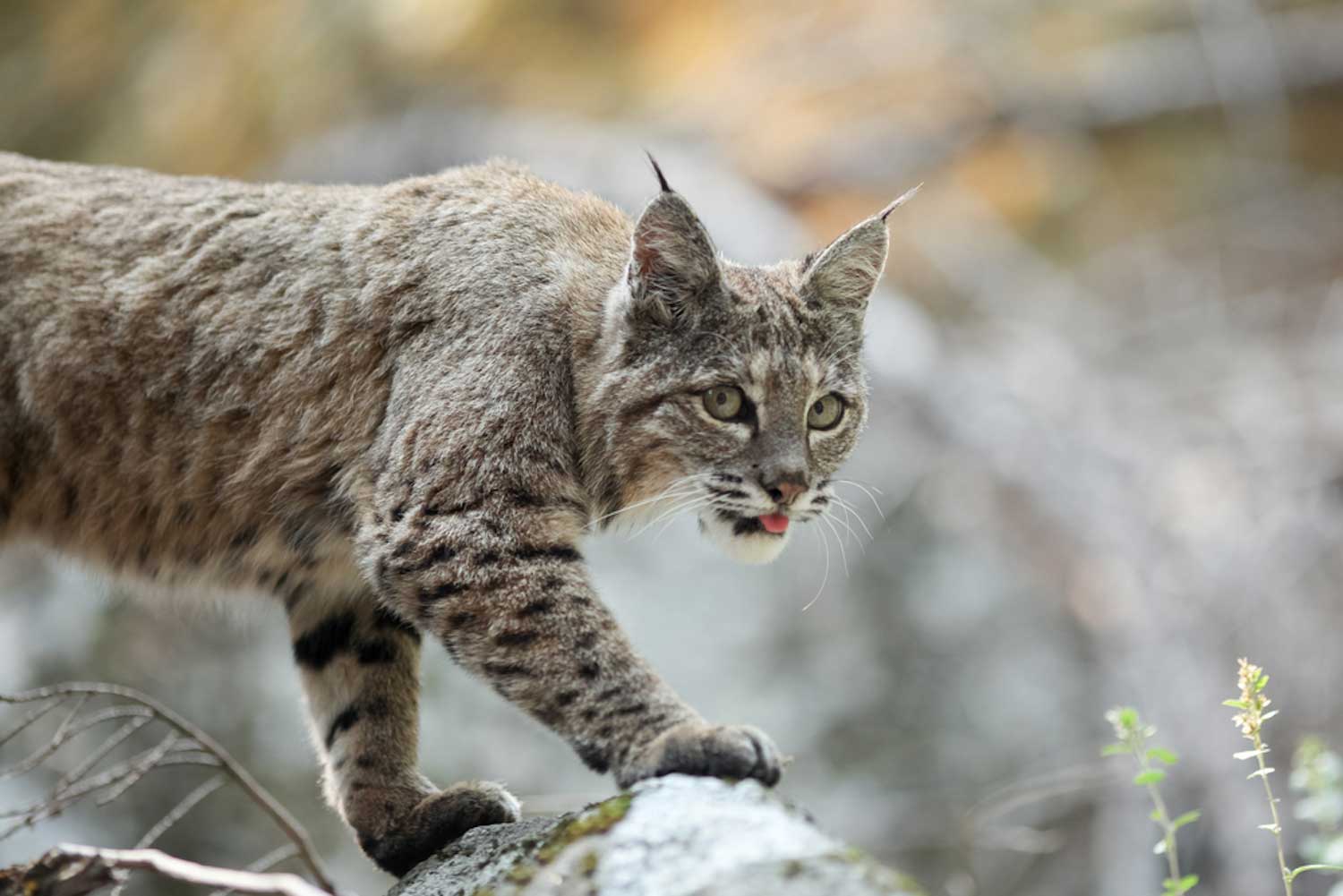 A bobcat walking across large rocks.