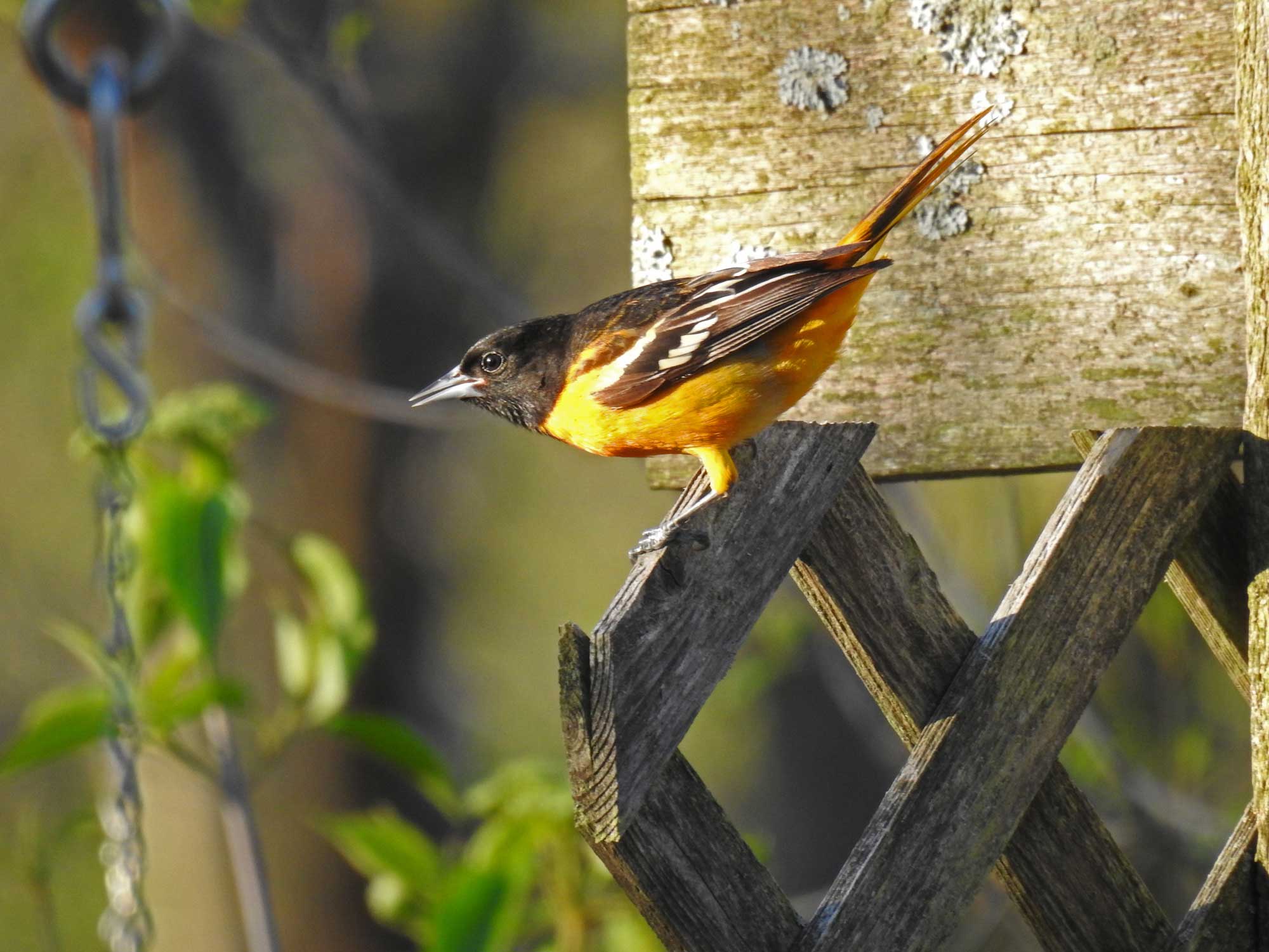 Baltimore oriole perched on a wooden fence.