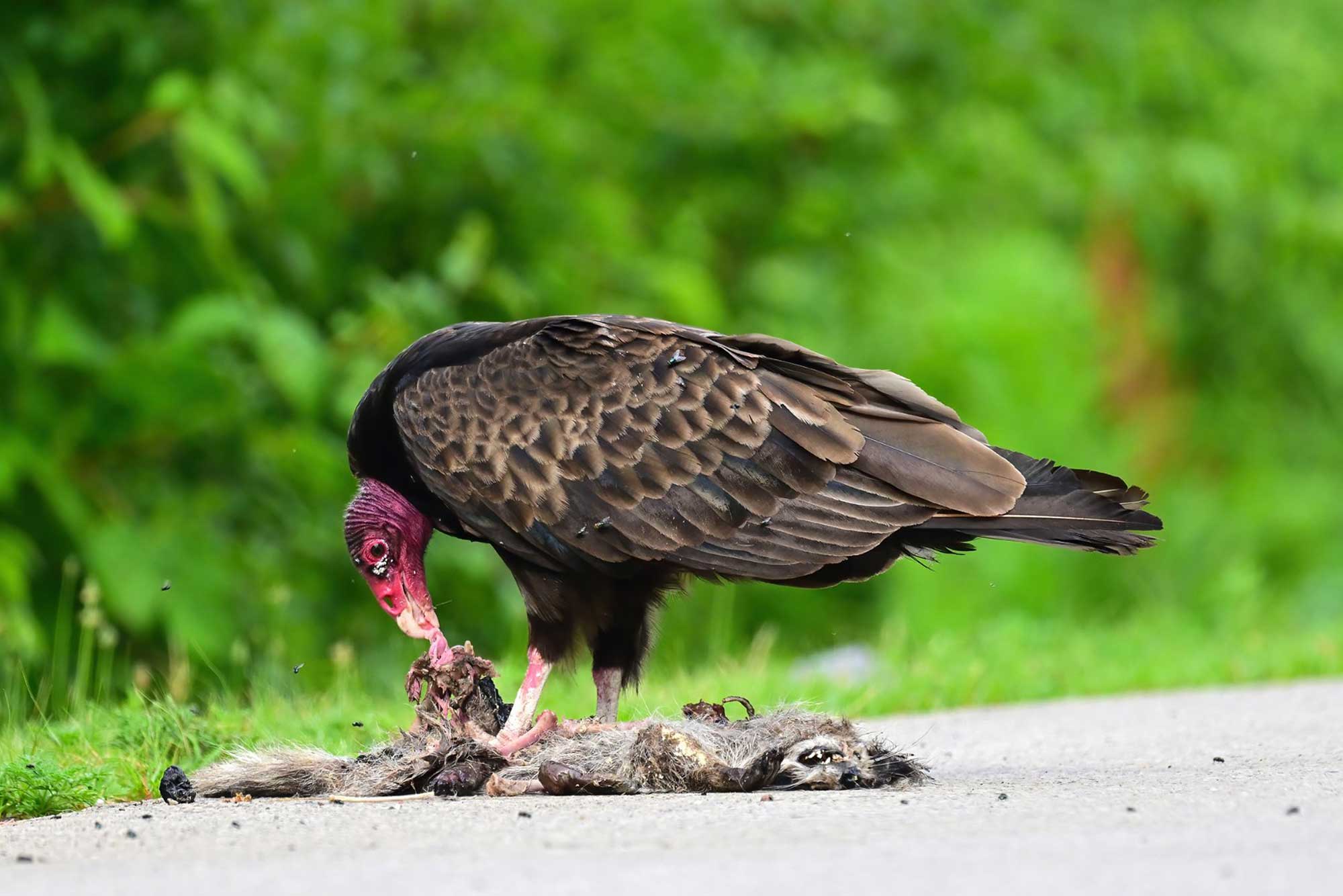 Turkey vulture standing on a paved path picking apart a meal with vegetation in the background.