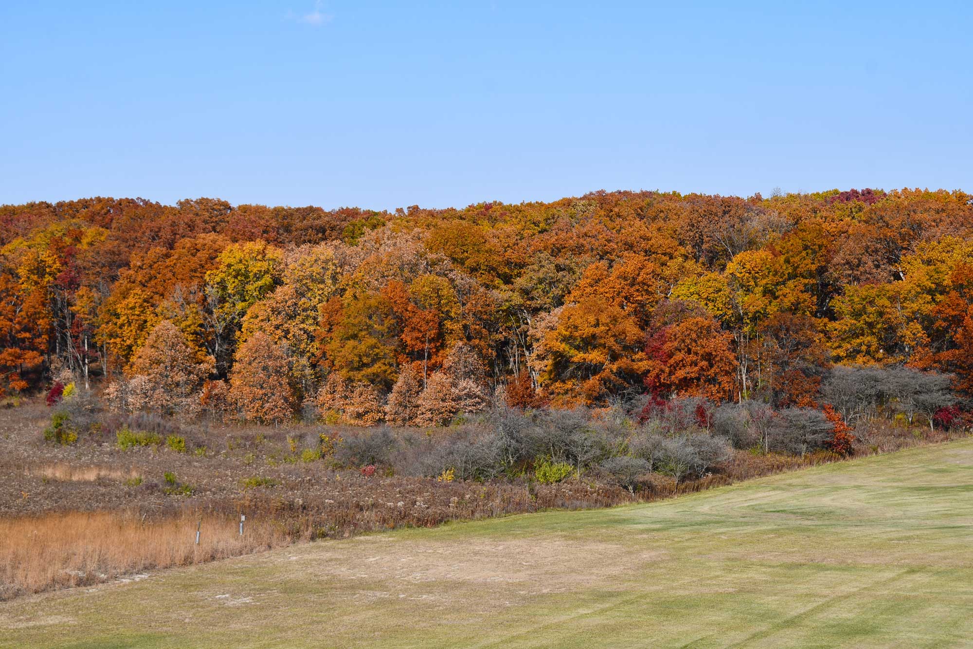 Field of grass and vegetation with fall colored trees in the background.