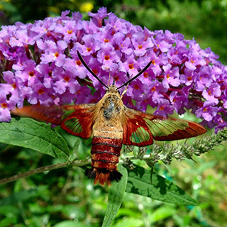 Magnificent moths of Will County