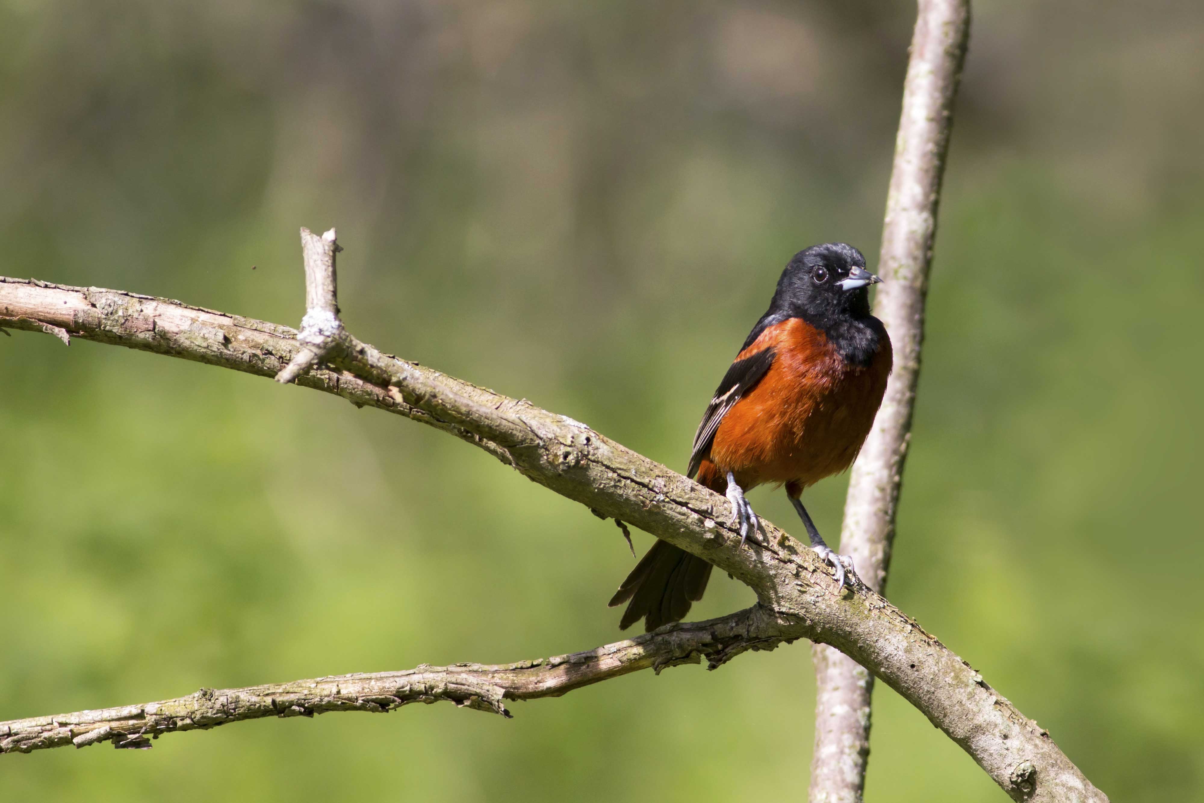 orchard-oriole-shutterstock.jpg