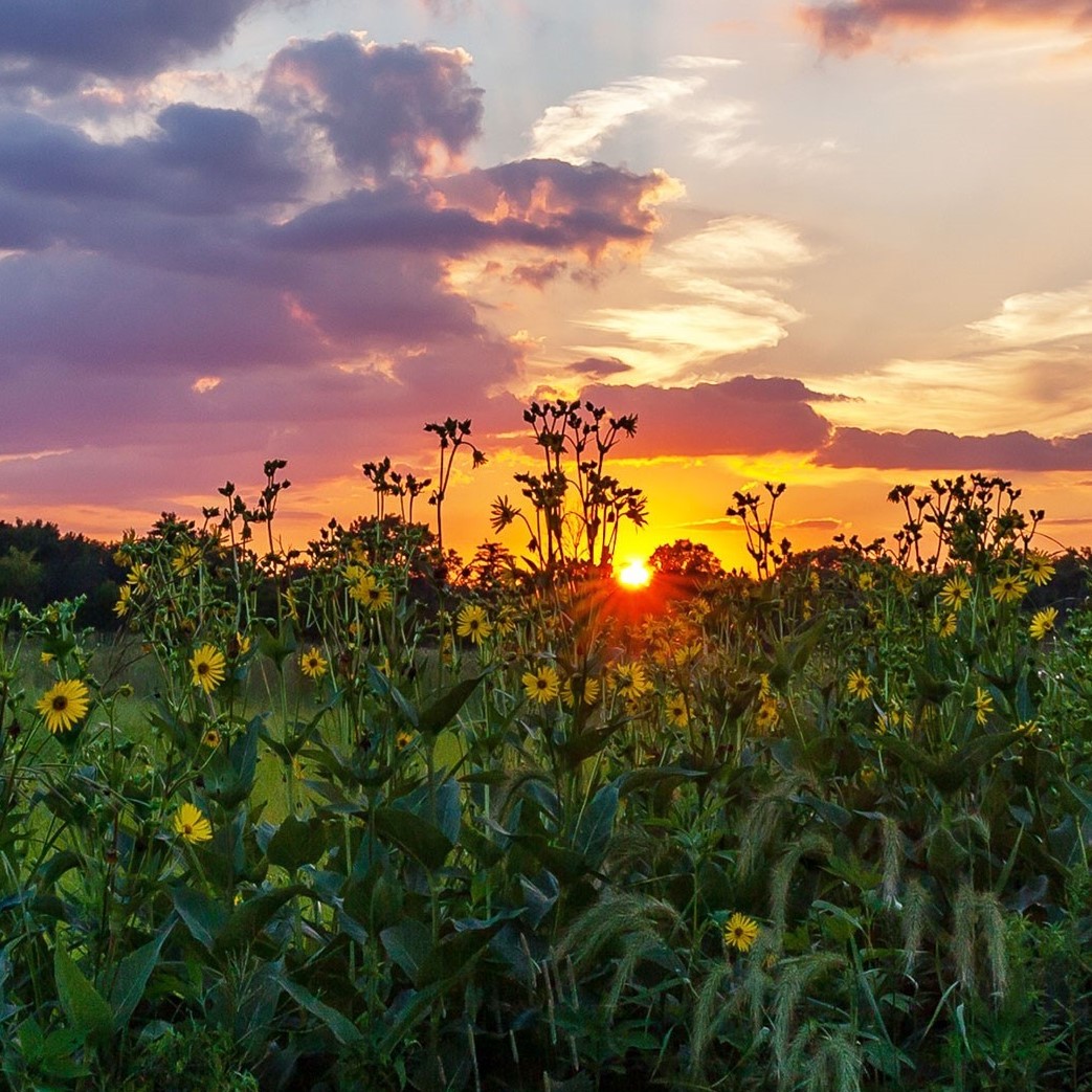 Hickory Creek Preserve: A wildlife and recreation hotspot