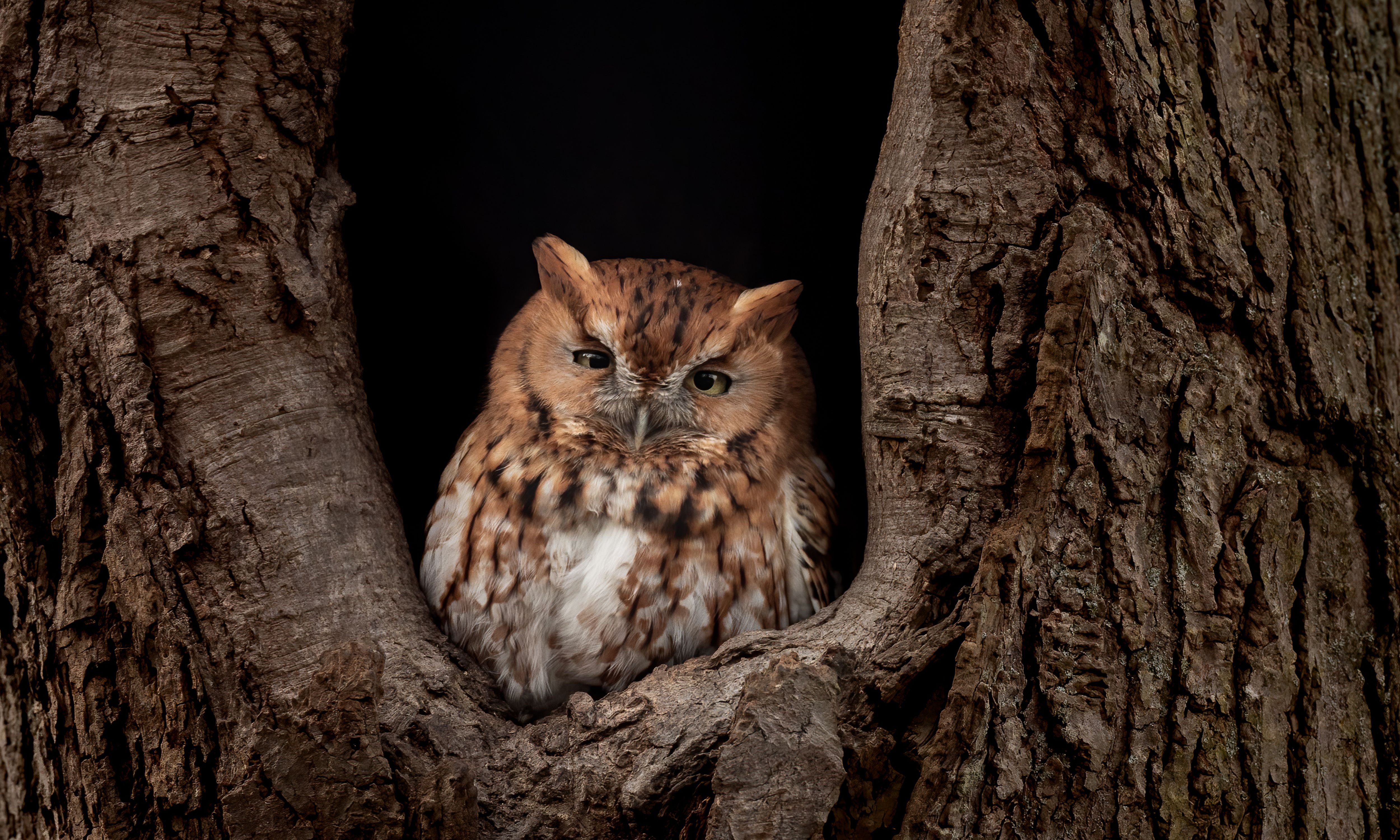 A small owl with bright yellow eyes sits inside a hollow tree trunk, partially hidden in shadow. The owl’s mottled brown and gray feathers blend with the rough, textured bark around it. Soft sunlight 