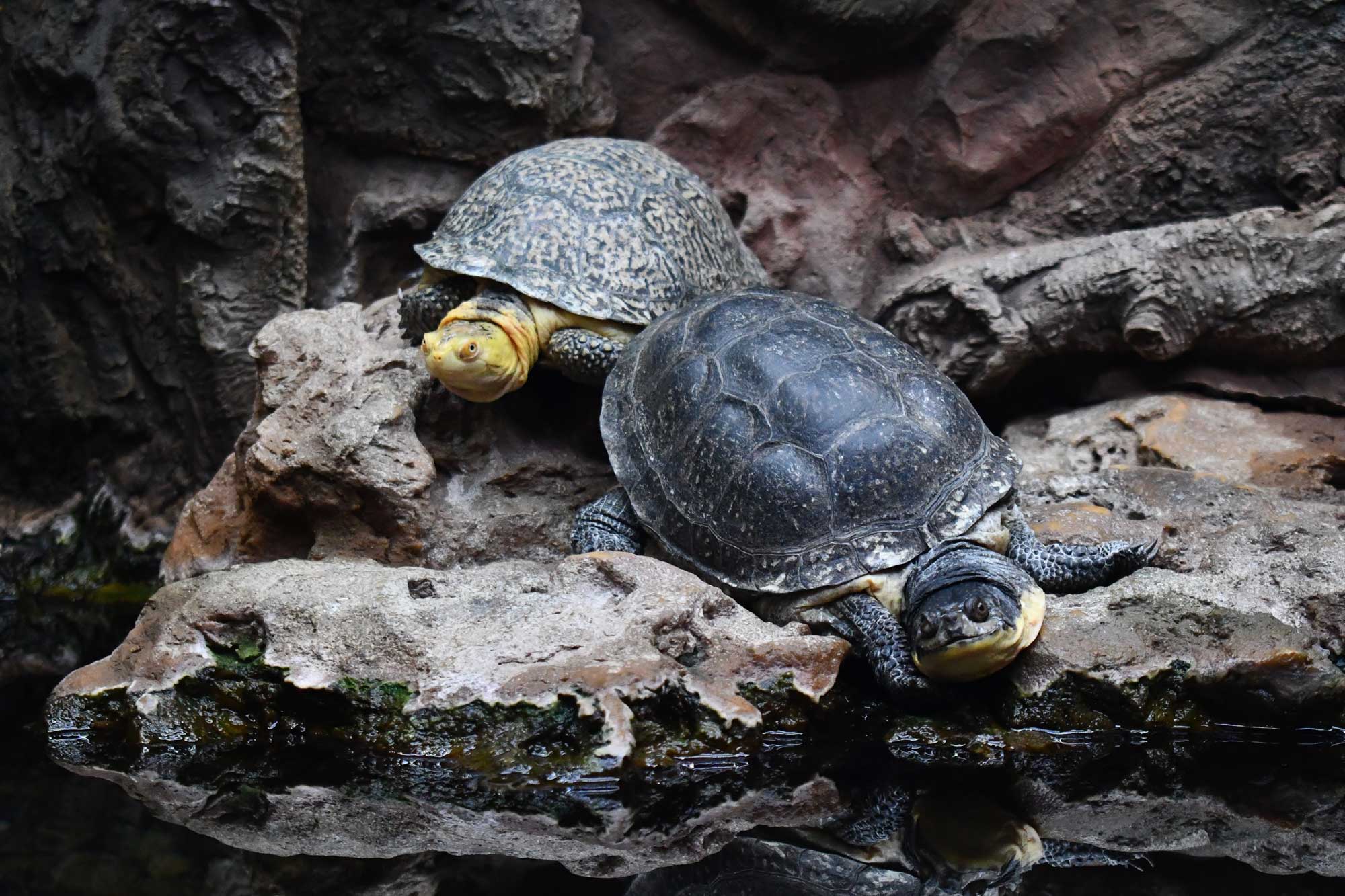 Blanding's turtles on a rock in an enclosure.