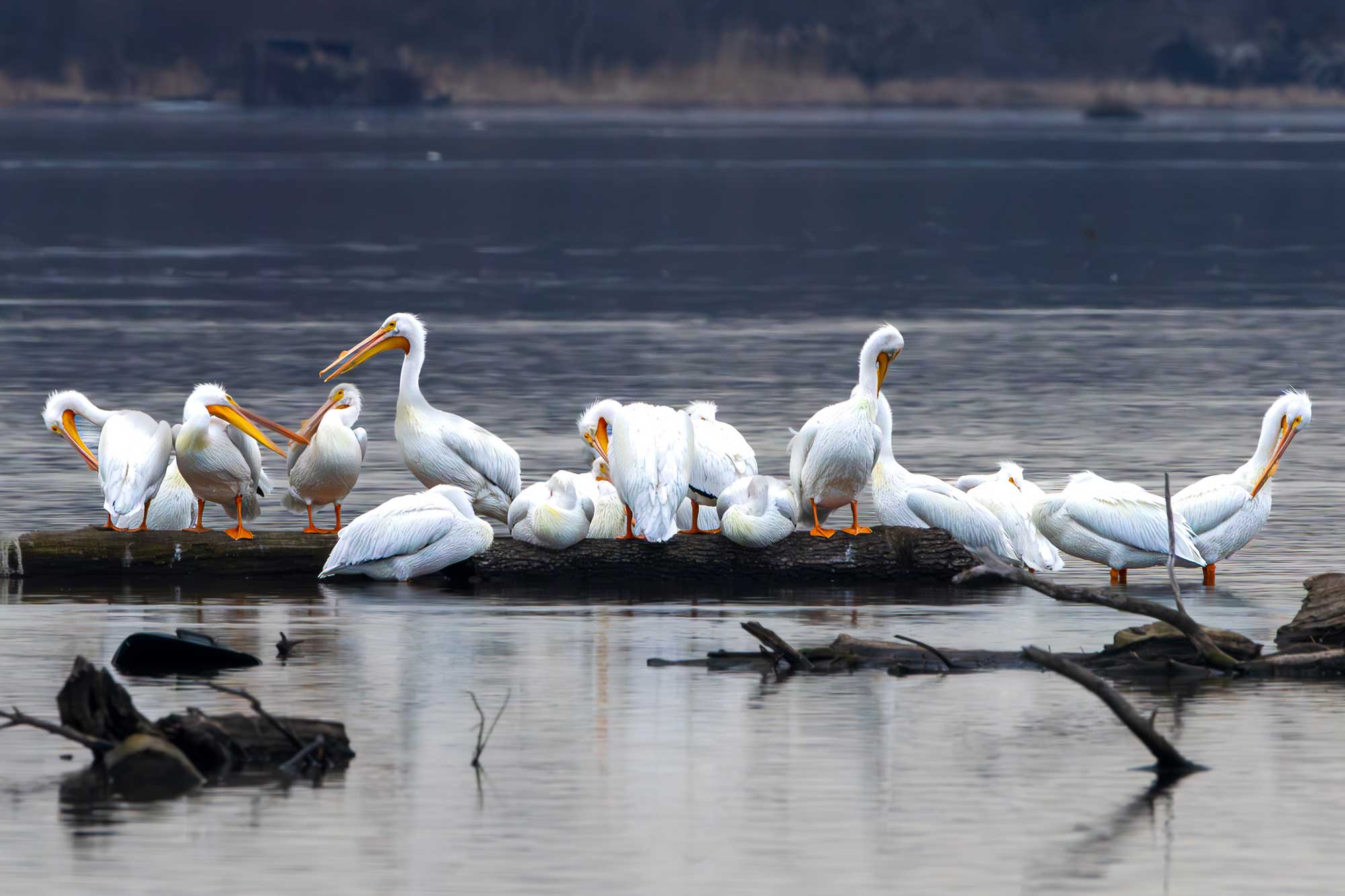 American white pelicans standing on a fallen tree in the water.