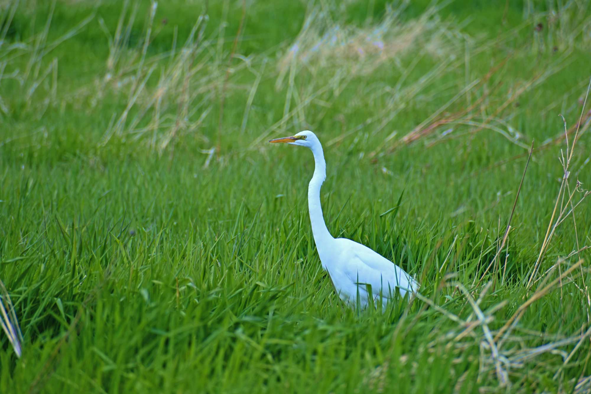 Great egret standing in a field of grass and vegetation.