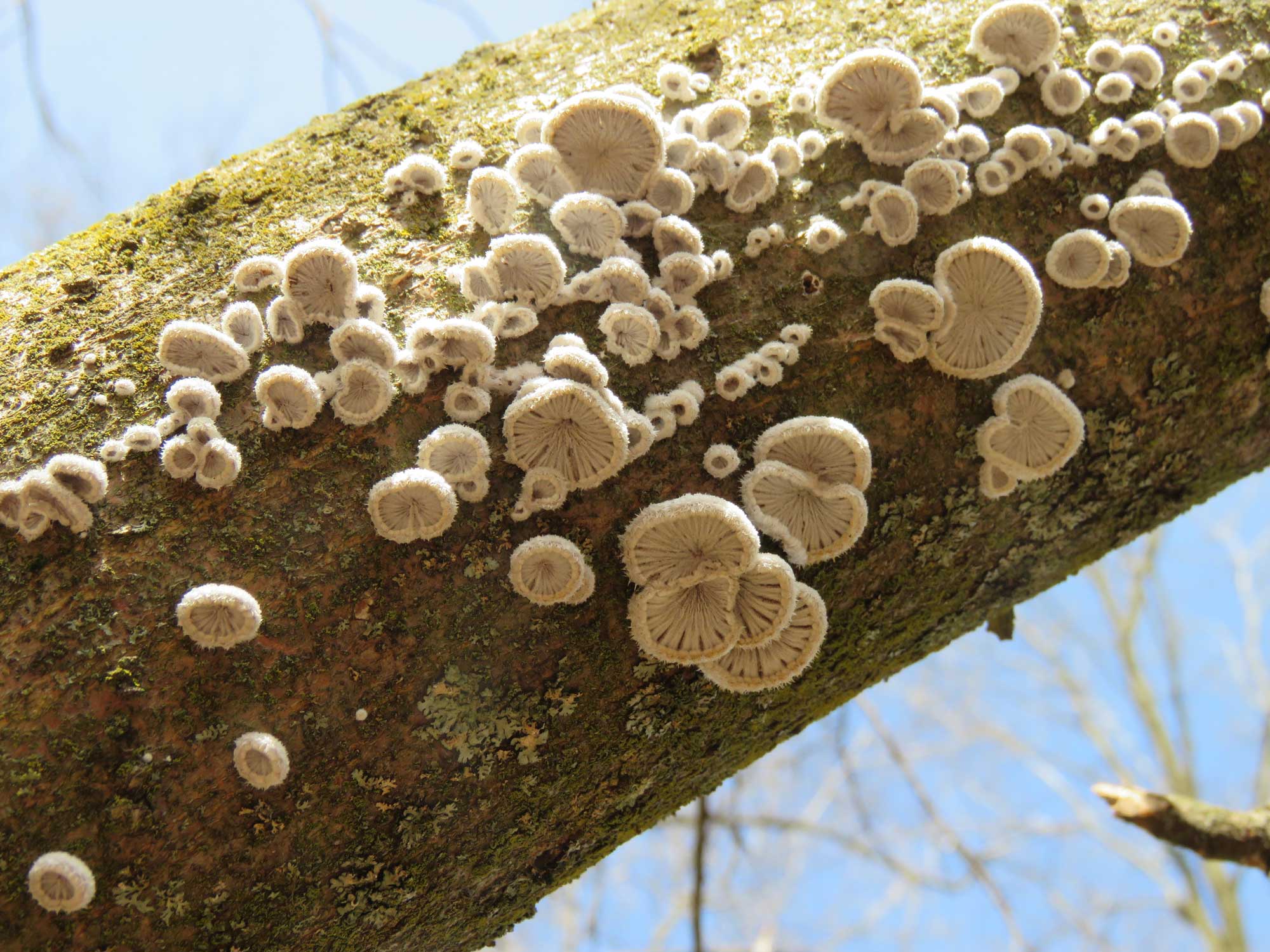 A cluster of mushrooms on a tree branch. 
