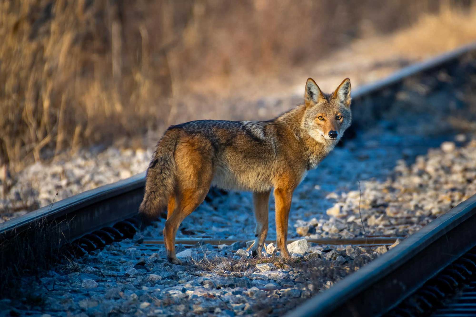 Coyote standing on train tracks with vegetation in the background.