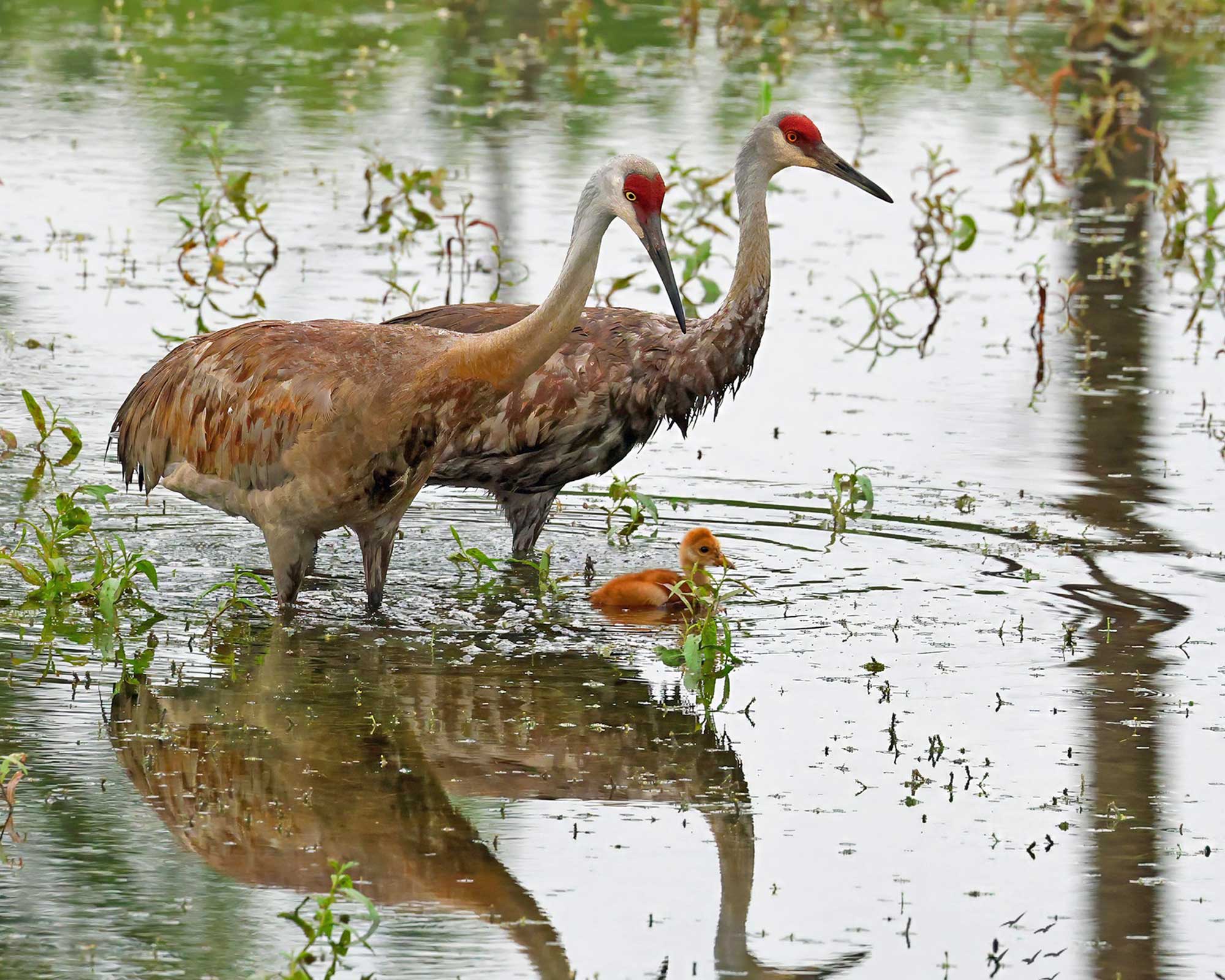Two sandhill cranes and their colt standing in the water.
